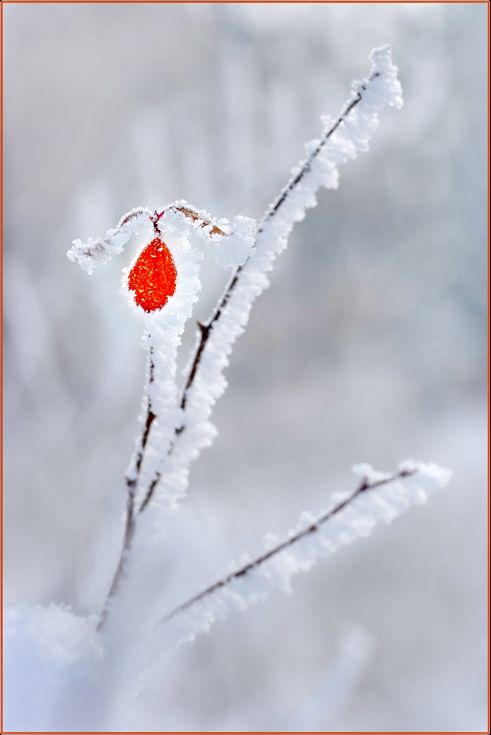 frost, glow, leaf, nature, photography, snow, white, winter,, Dr Didi Baev
