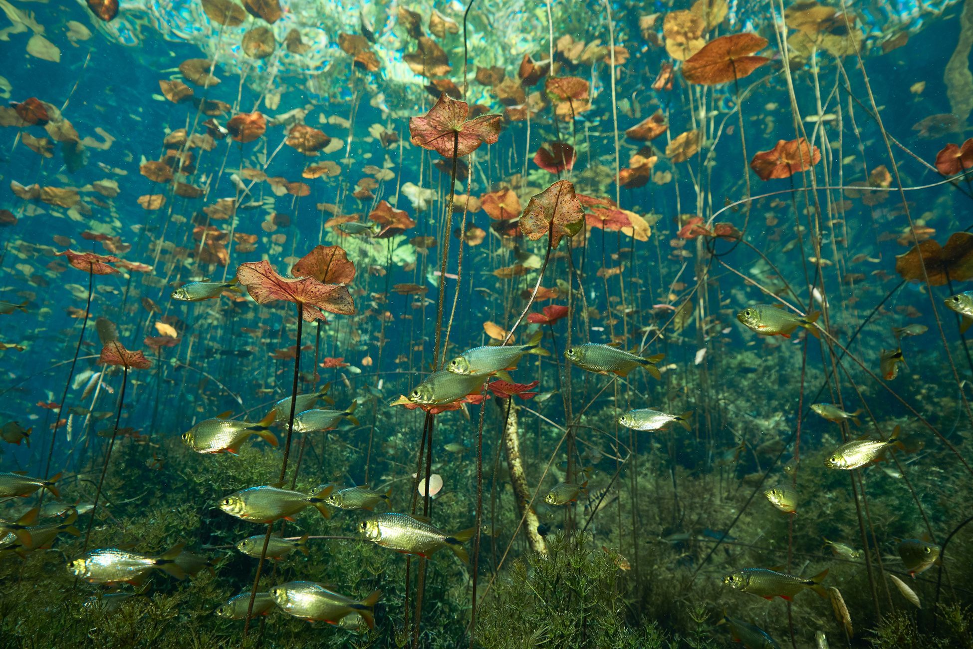 подводная фотосъемка, сенот, рыбы, тропические рыбки, дайвинг, мексика, PAVEL PEREPECHAEV