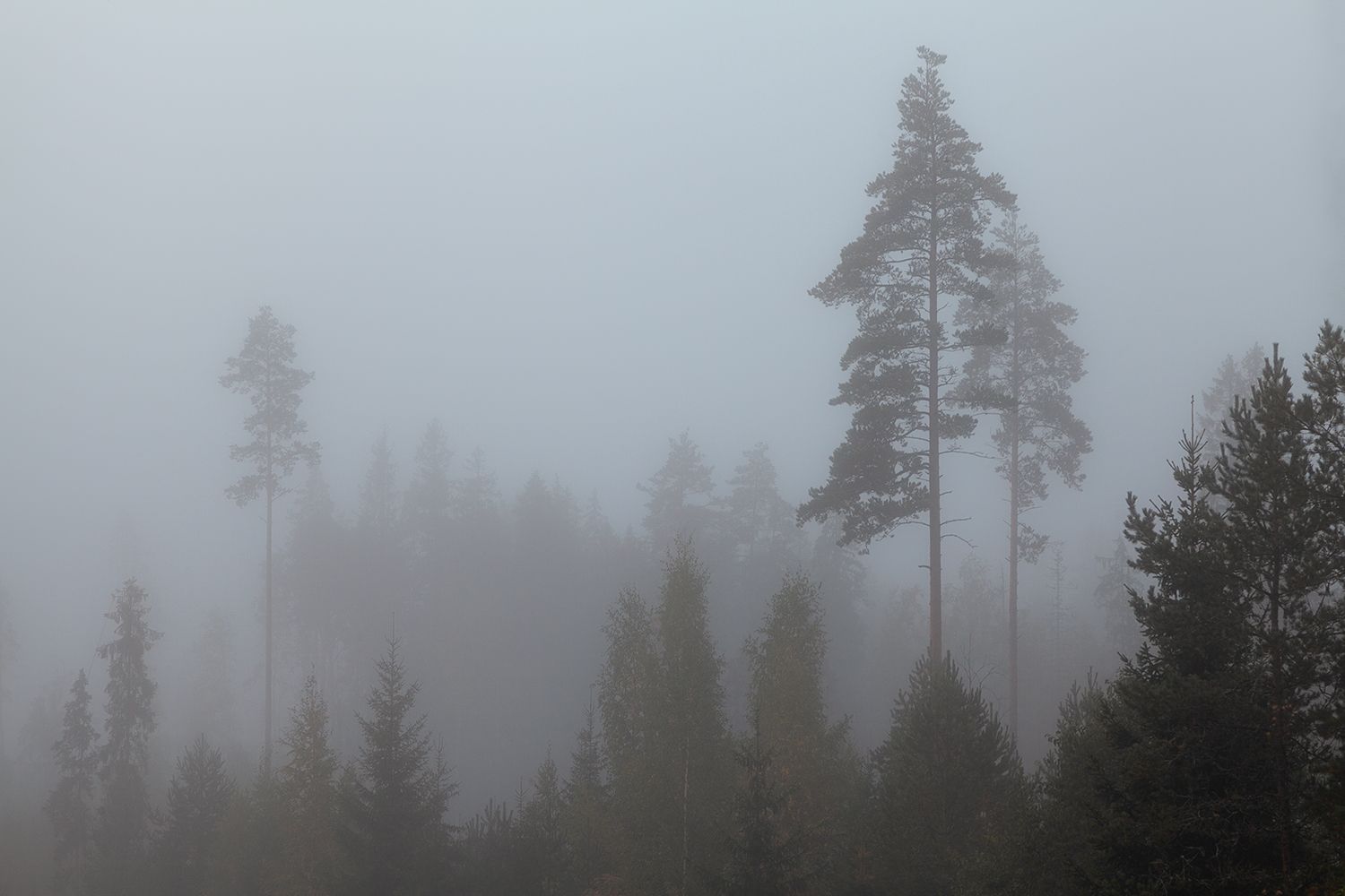fog, tree, nature, russia, Хамаганова Мария