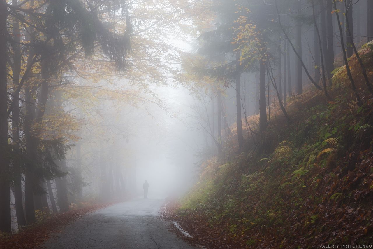 slovenia, mist, morning, природа, словения, туман, дорога, лес, Валерий Притченко