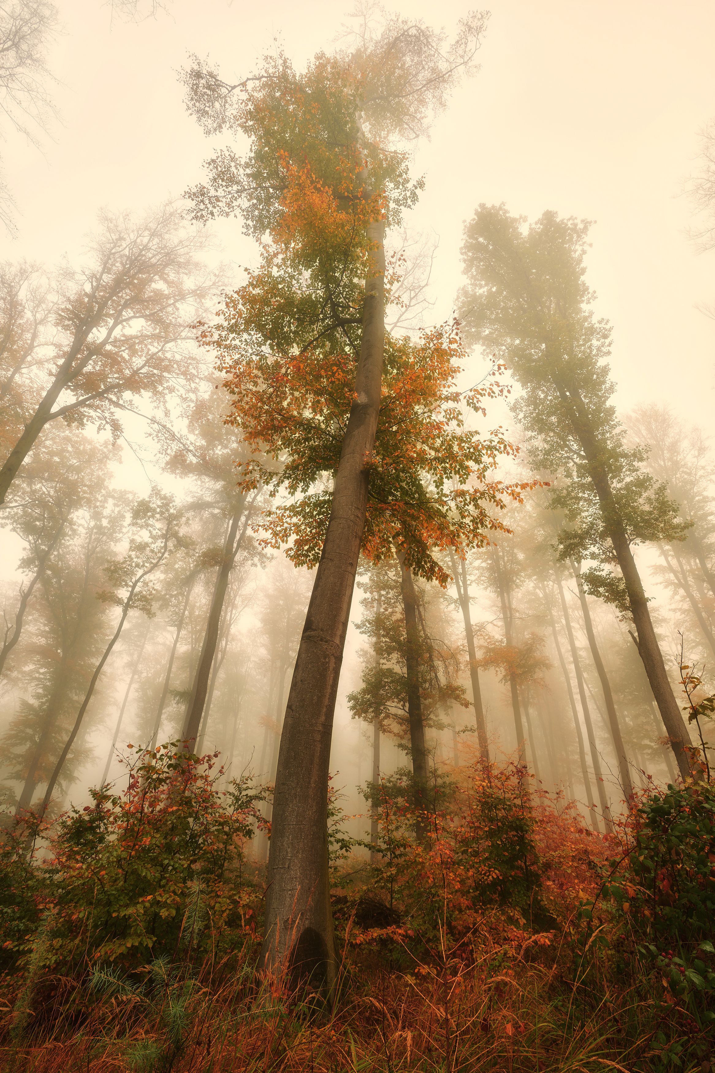 fog, autumn, forest, Samochin Milan