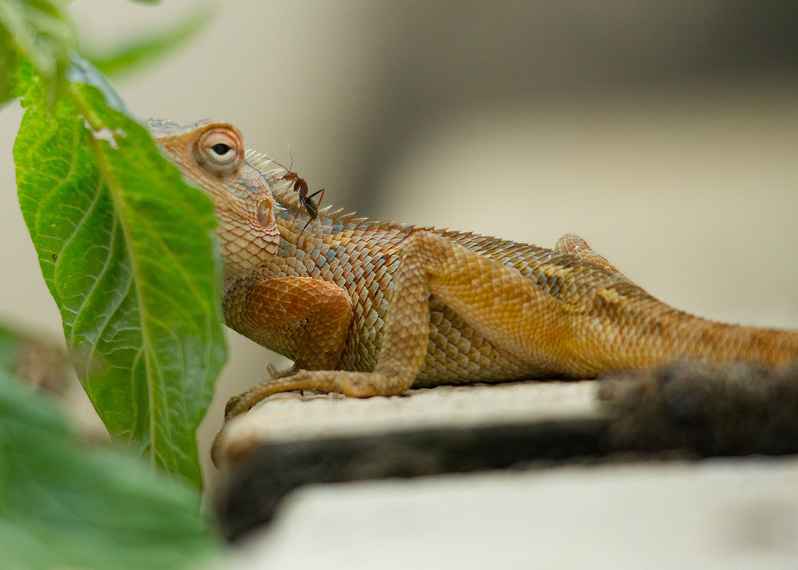 #rare #lizard #iguana #reptiles #ants #ant #preyandpredator #prey #predator, Raghuvamsh Chavali