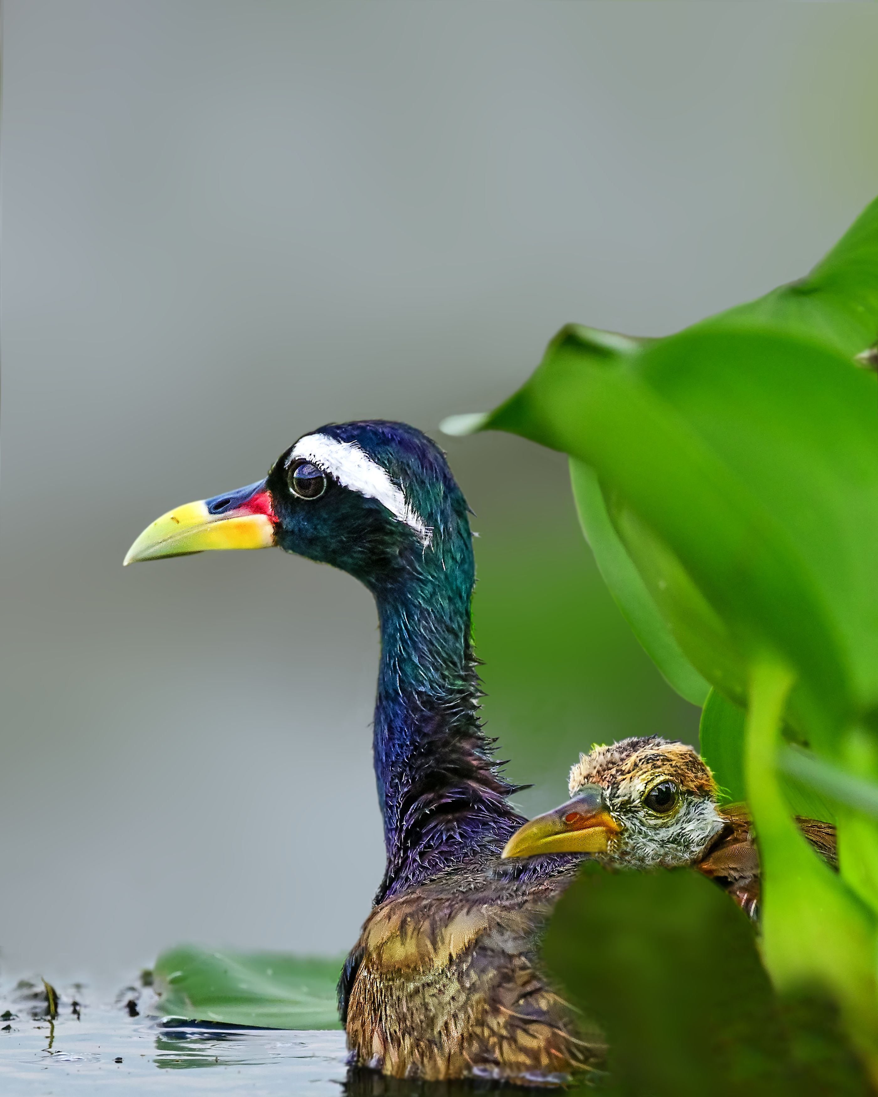 wildlife,bird,birds,nature,baby,Bronze-winged jacana,, Pinaki Ghosh