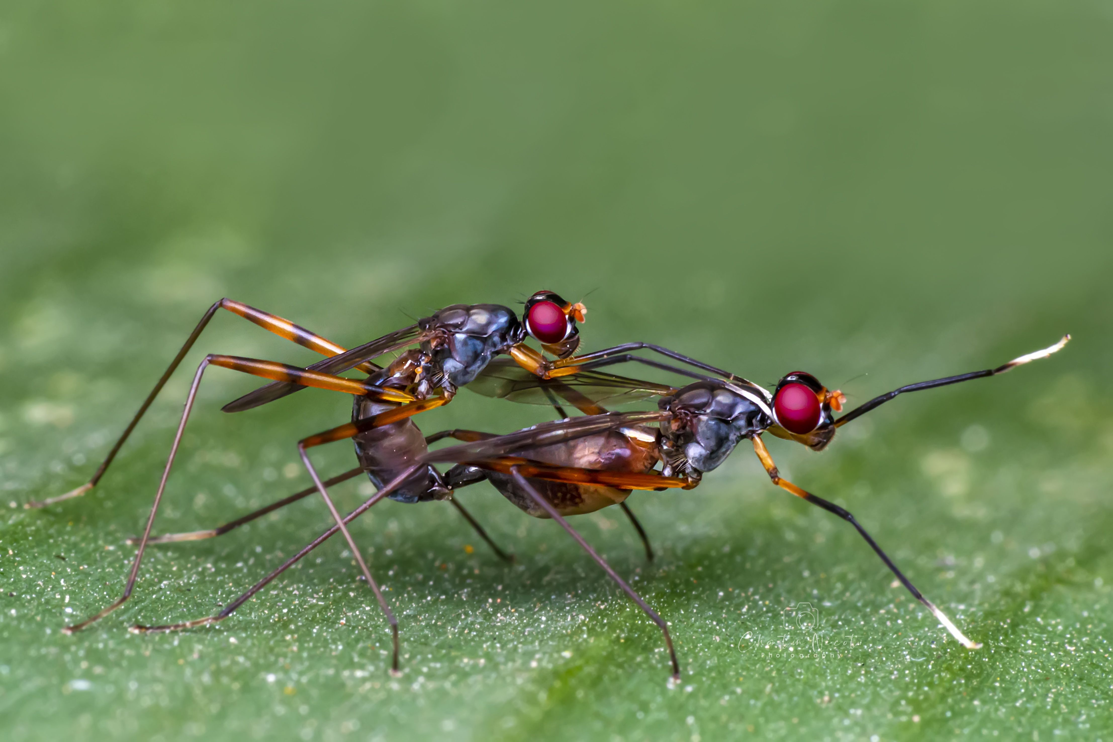 Mimegralla albimana, insects, two, leaf, green, animal, macro, small, beautiful, nature, natural, tropical, forest, NeCoTi ChonTin