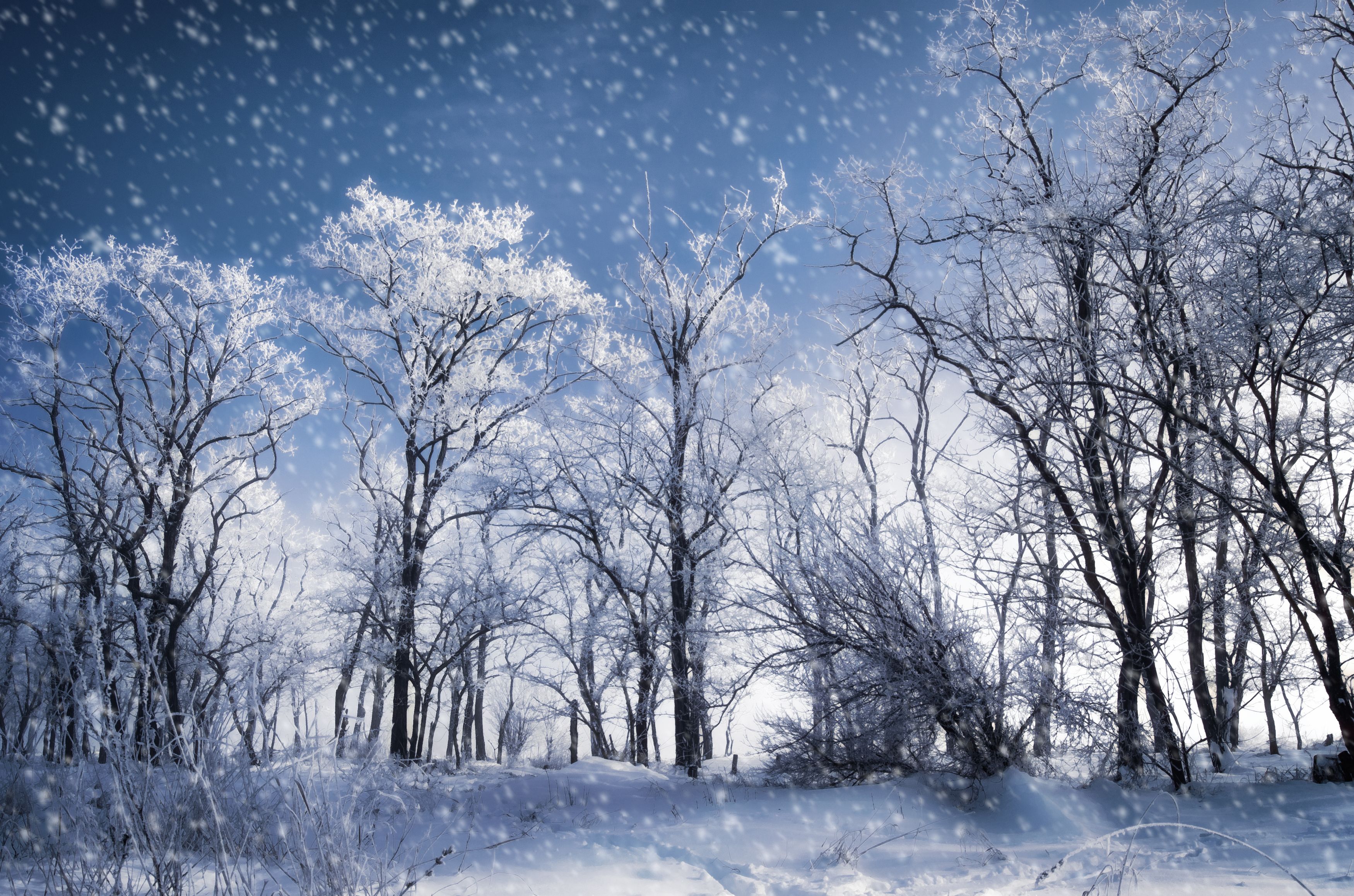 Снег, зима, снежный, заснеженные, деревья, природа, мороз, иней, Shadow Anna