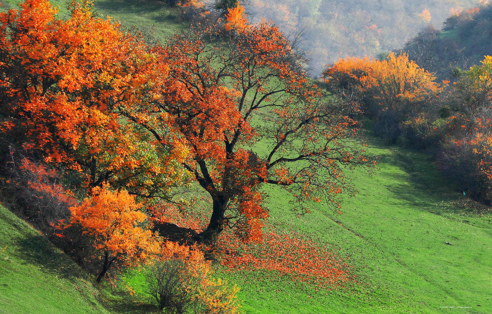 осень,пейзаж,горы,лес,природа,дагестан,, Magov Marat