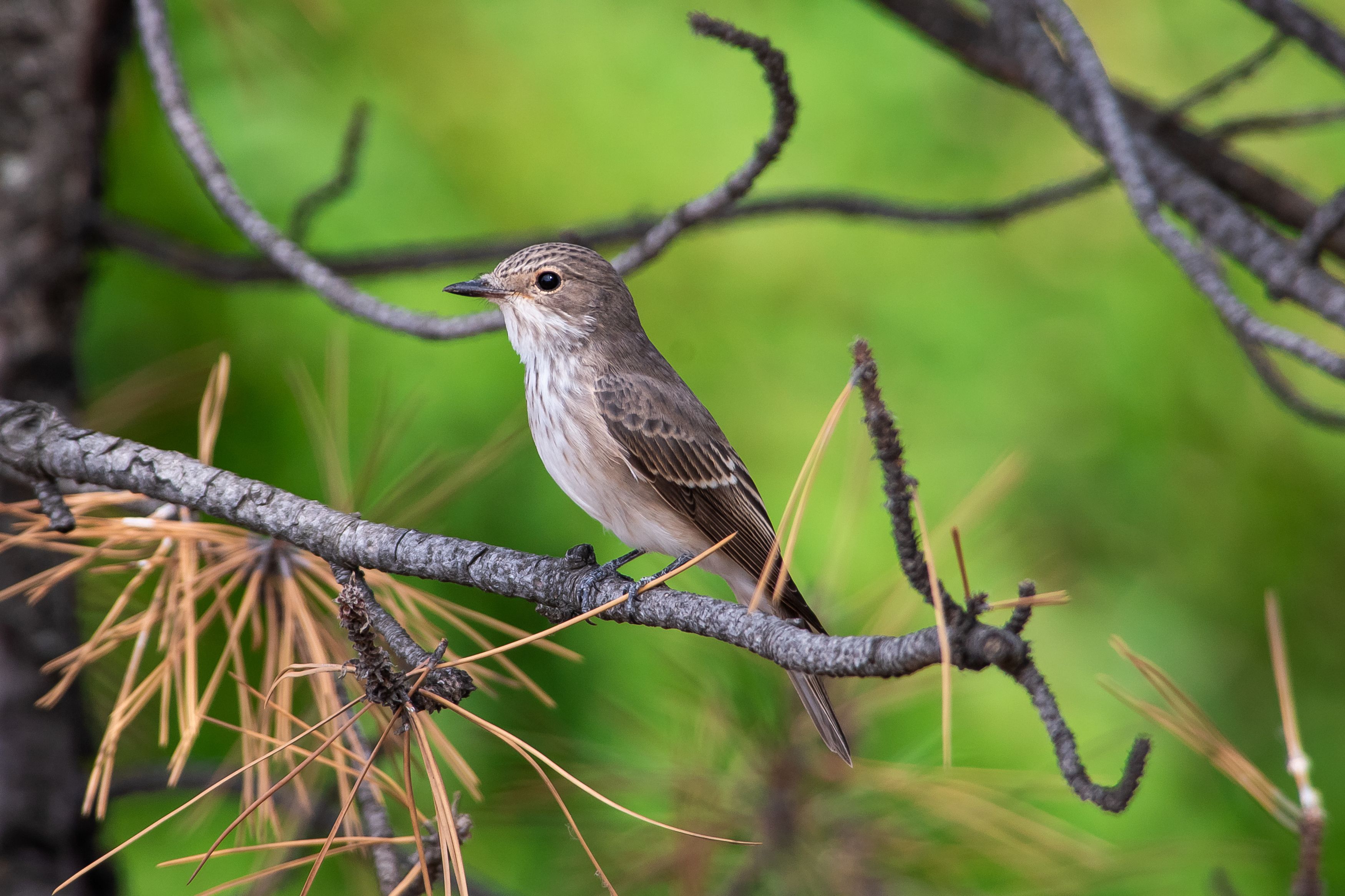 Muscicapa striata, volgograd, russia, wildlife, bird, , Сторчилов Павел