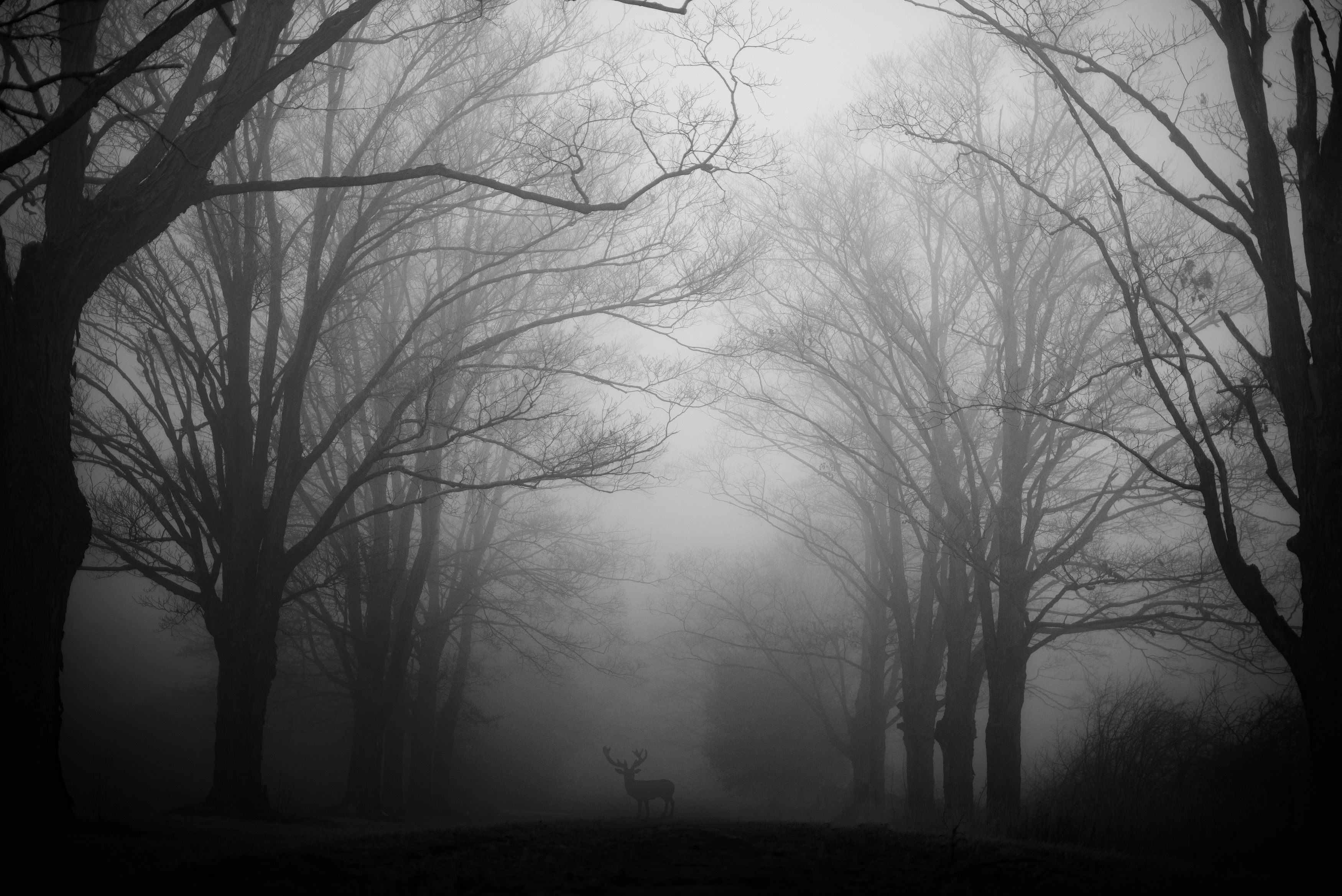 #deer #fog #wildlifephotography #wildlife, Raghuvamsh Chavali