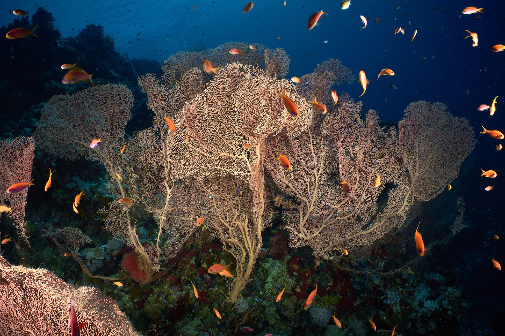 подводная фотосъемка, коралловый риф, рыбы, тропические рыбки, дайвинг, море, горгонарии, PAVEL PEREPECHAEV