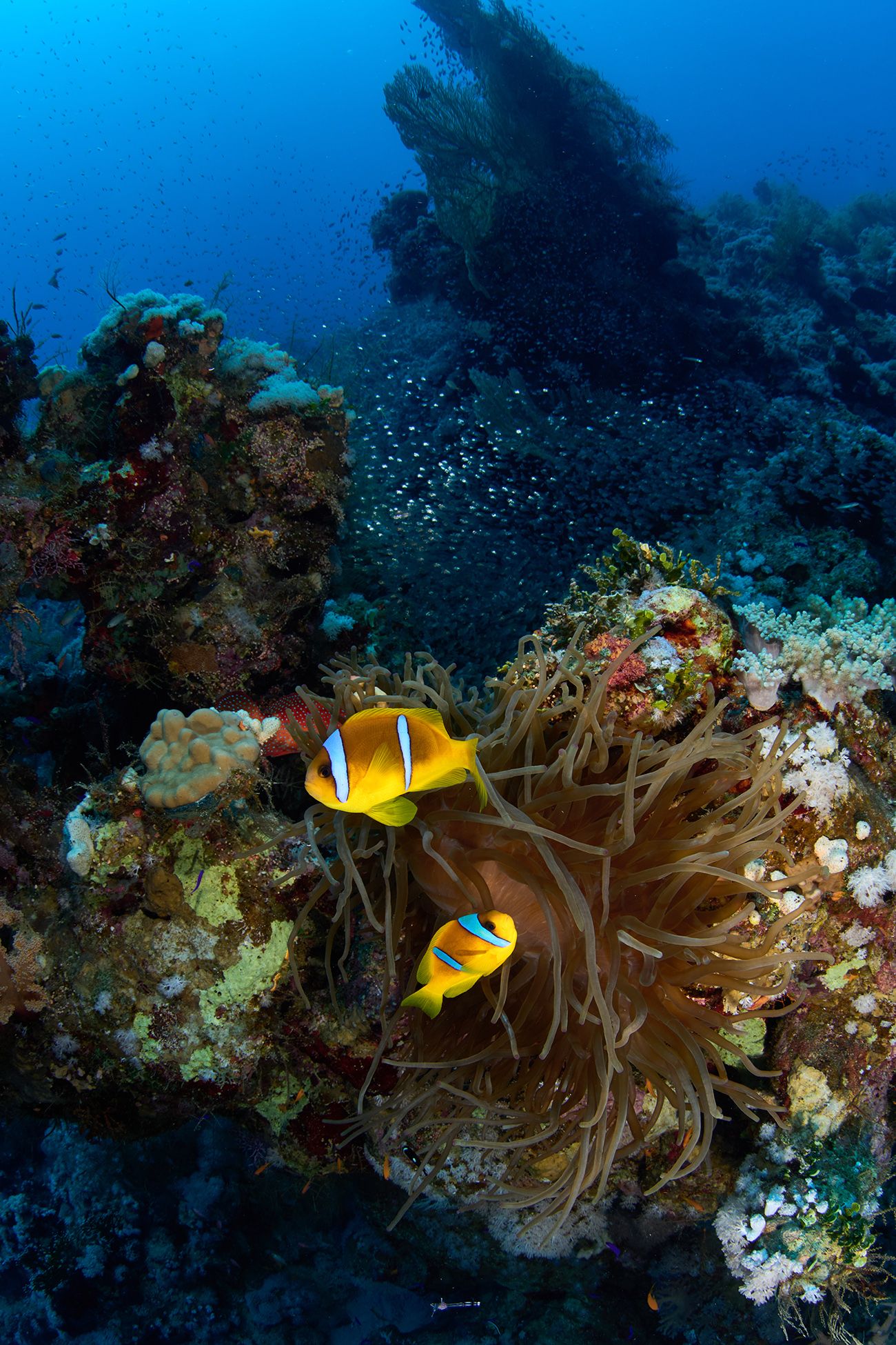 подводная фотосъемка, коралловый риф, рыбы, тропические рыбки, дайвинг, море, анемон, клоуны, PAVEL PEREPECHAEV