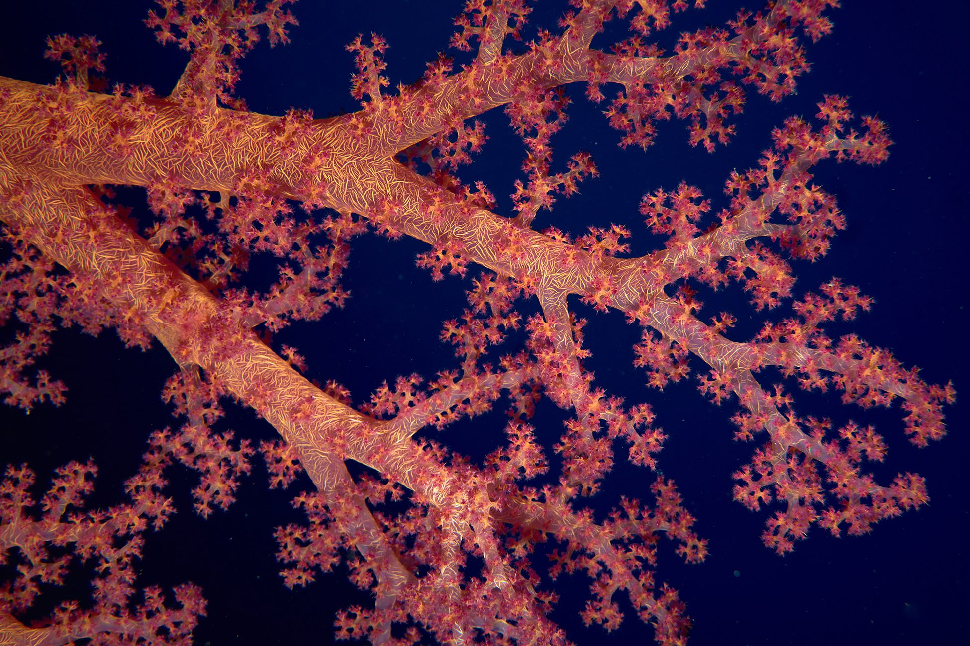 подводная фотосъемка, коралловый риф, коралл, альционария, дайвинг, море, PAVEL PEREPECHAEV