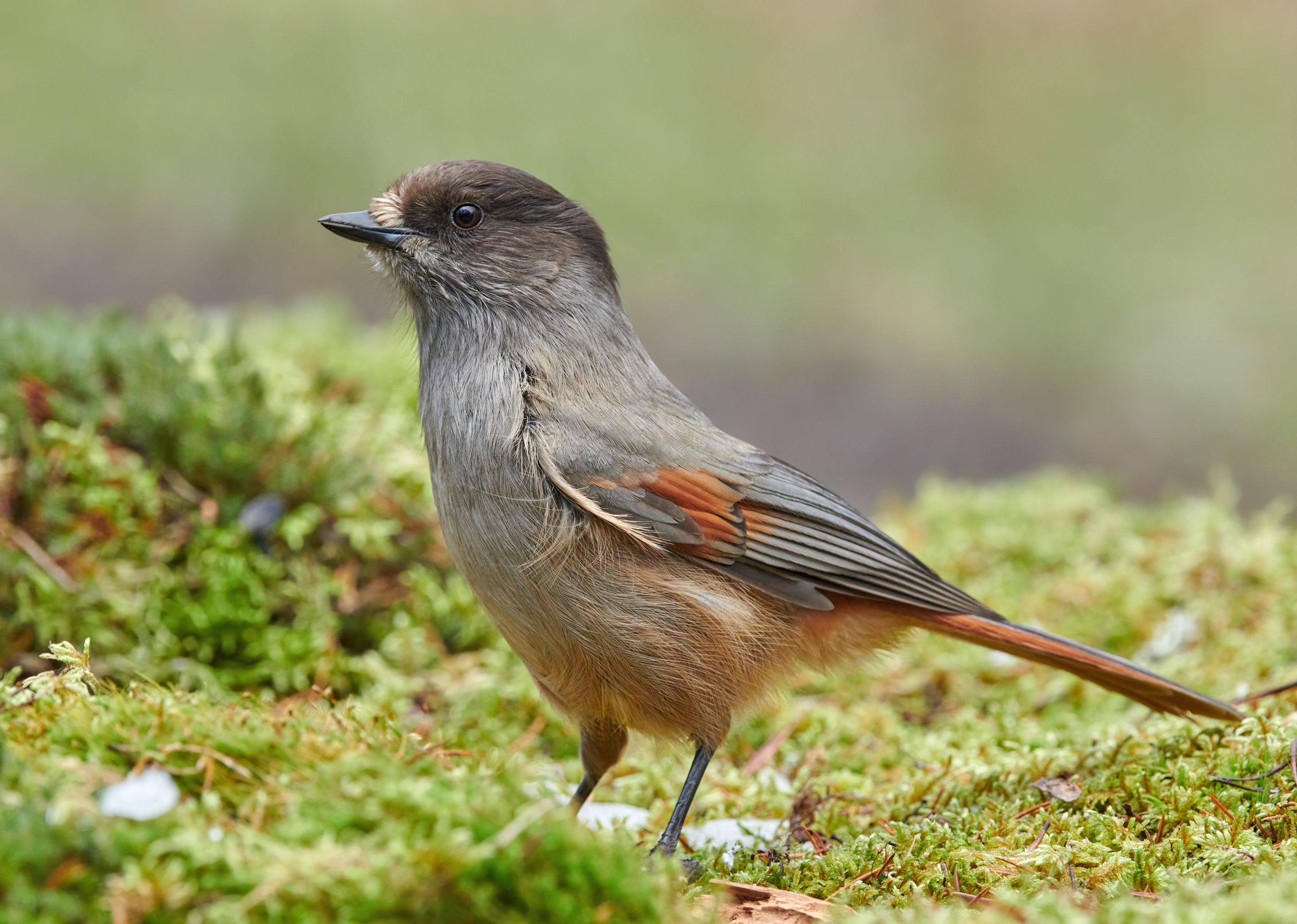 #bird #wildlife #nature #birdphotography, Александр Семенов