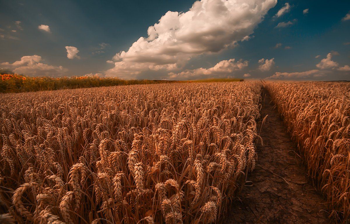Август, Лето, Поле, Kljuchenkow Aleksandr