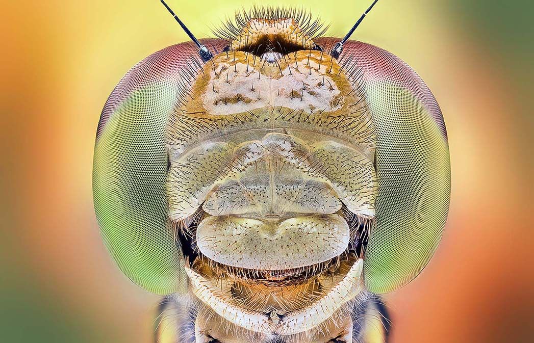 Dragonfly, Fly, Macro, regayip