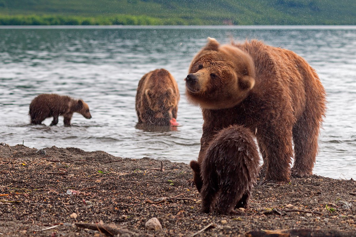 Камчатка, Медведь, Озеро, Рыба, Денис Будьков