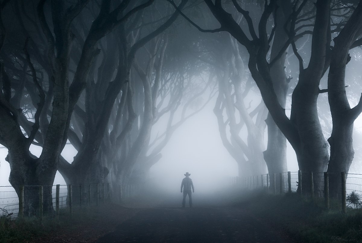 The Dark Hedges, trees, fog, Ireland, Antrim, self-portrait, northern ireland, morning, , Marius Kastečkas