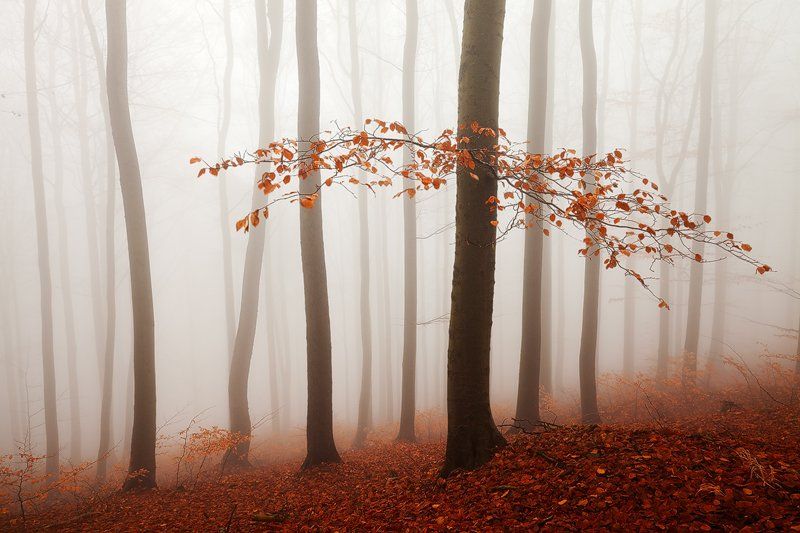Autumn, Beech, Branch, Colors, Czech republic, Fall, Fog, Foliage, Forest, Landscape, Light, Martin rak, Mist, Mood, Mountains, Nature, Photography, trees, Trunks, Martin Rak