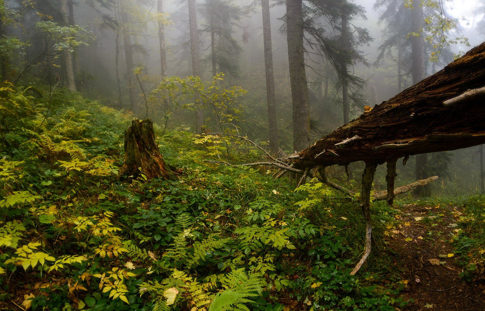 В туманном и сыром лесу, Осень, Природа, Alexander Plekhanov