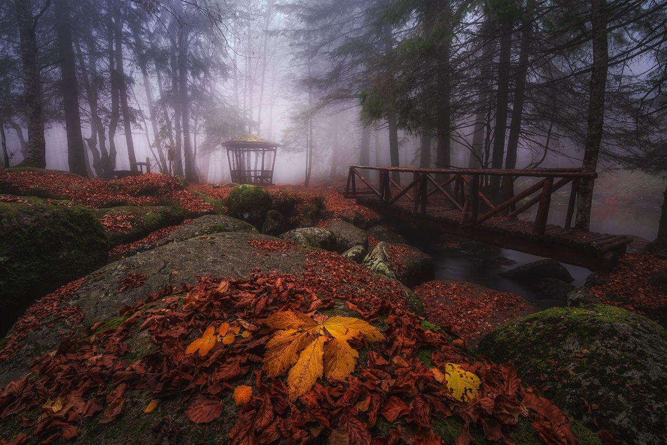landscape nature scenery forest wood autumn mist misty fog foggy river longexposure mountain rocks vitosha bulgaria туман лес oсень, Александър Александров