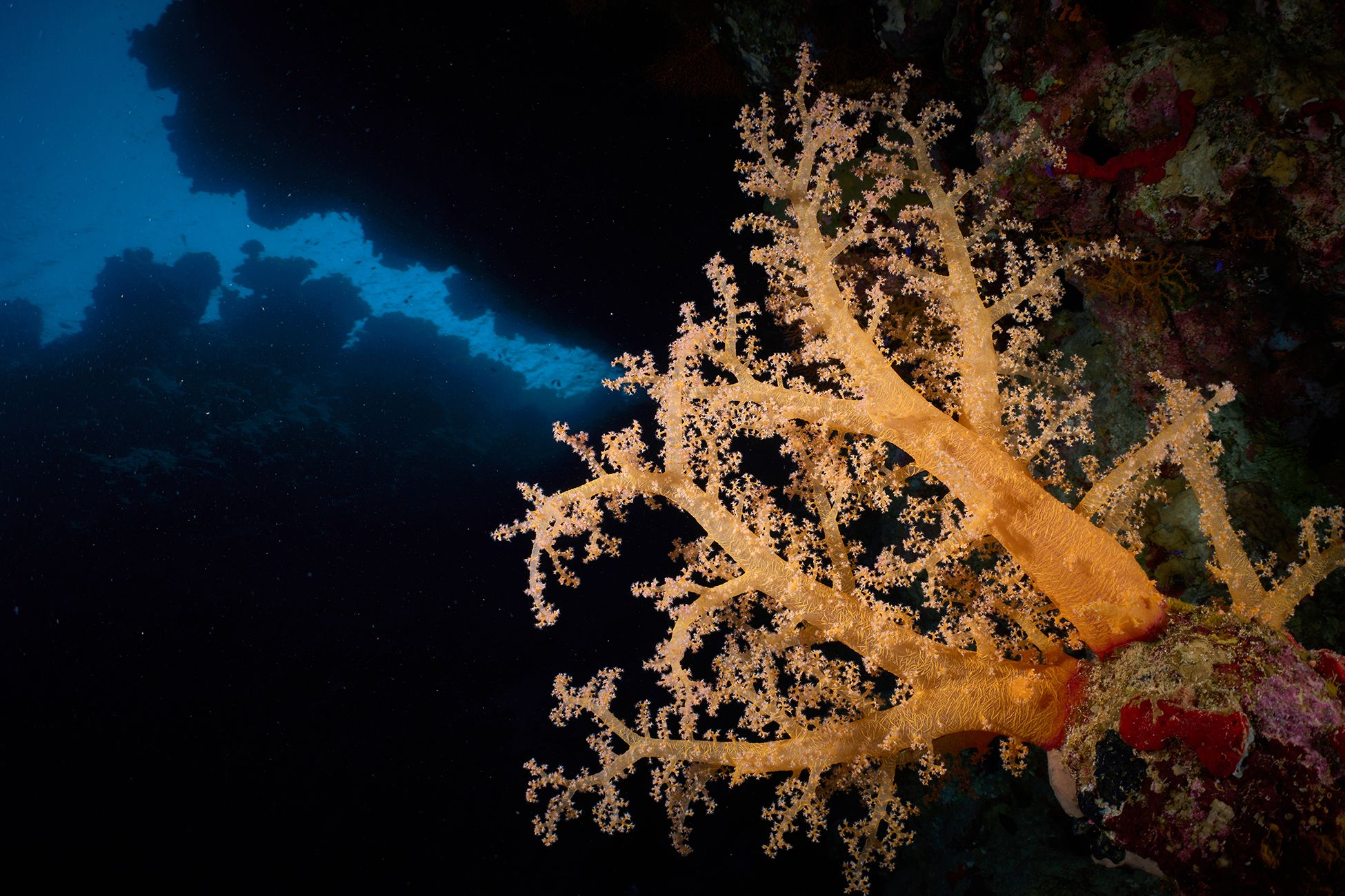 мягкий коралл, альционария, дайвинг, подводная фотосъемка, коралловый риф,, PAVEL PEREPECHAEV