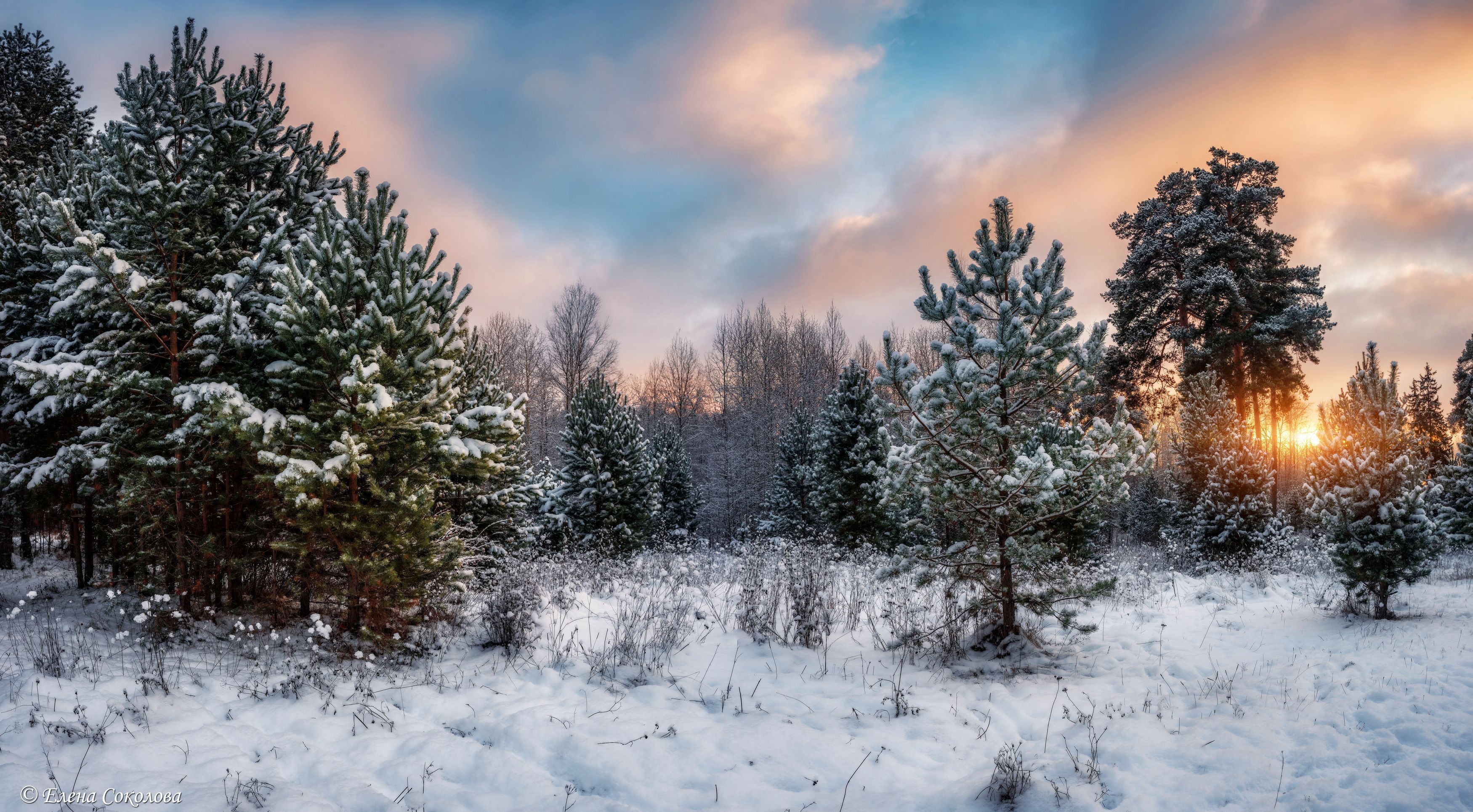 зимний пейзаж, лес, закат, зима, Соколова Елена