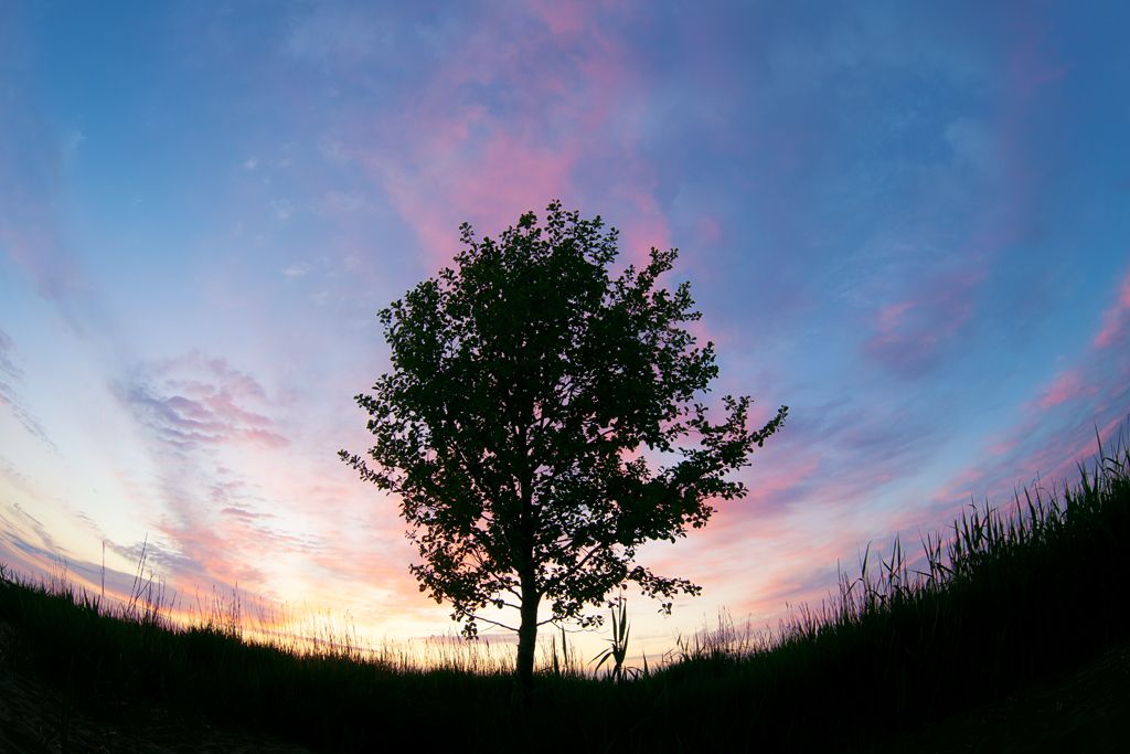 sunset, tree, russia, nature, Хамаганова Мария