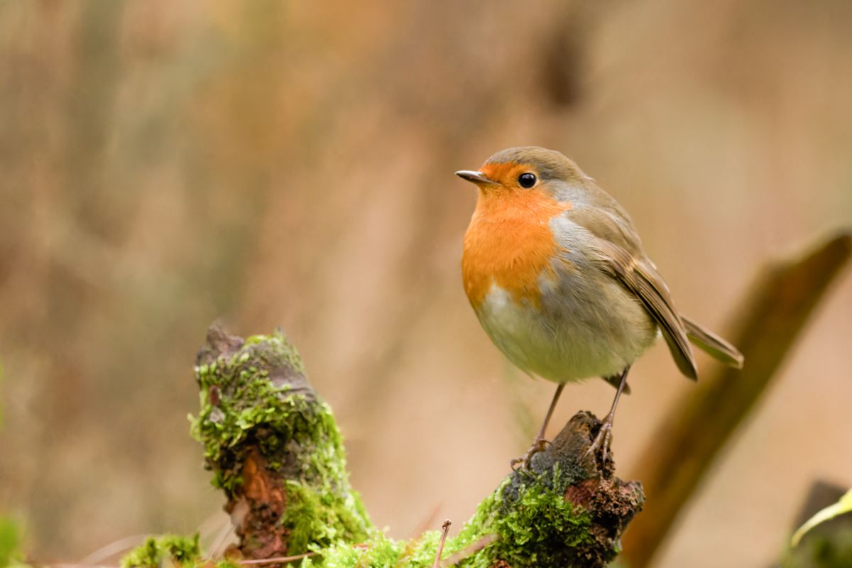Robin bird nature netherlands canon sigma , Silvia Koopmans