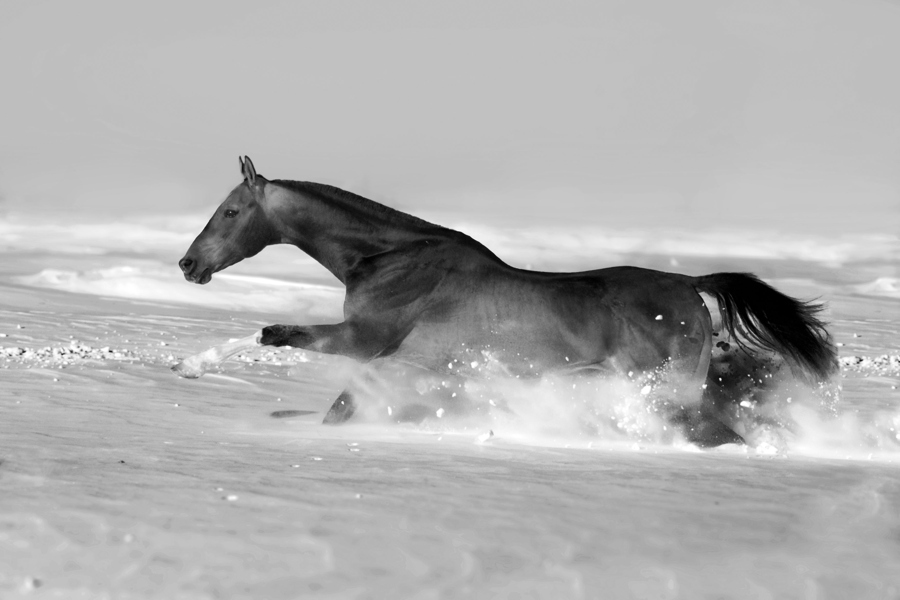 Лошадь, лошади, галоп, степь, снег, поле, снежное поле, зима, Макари Лия