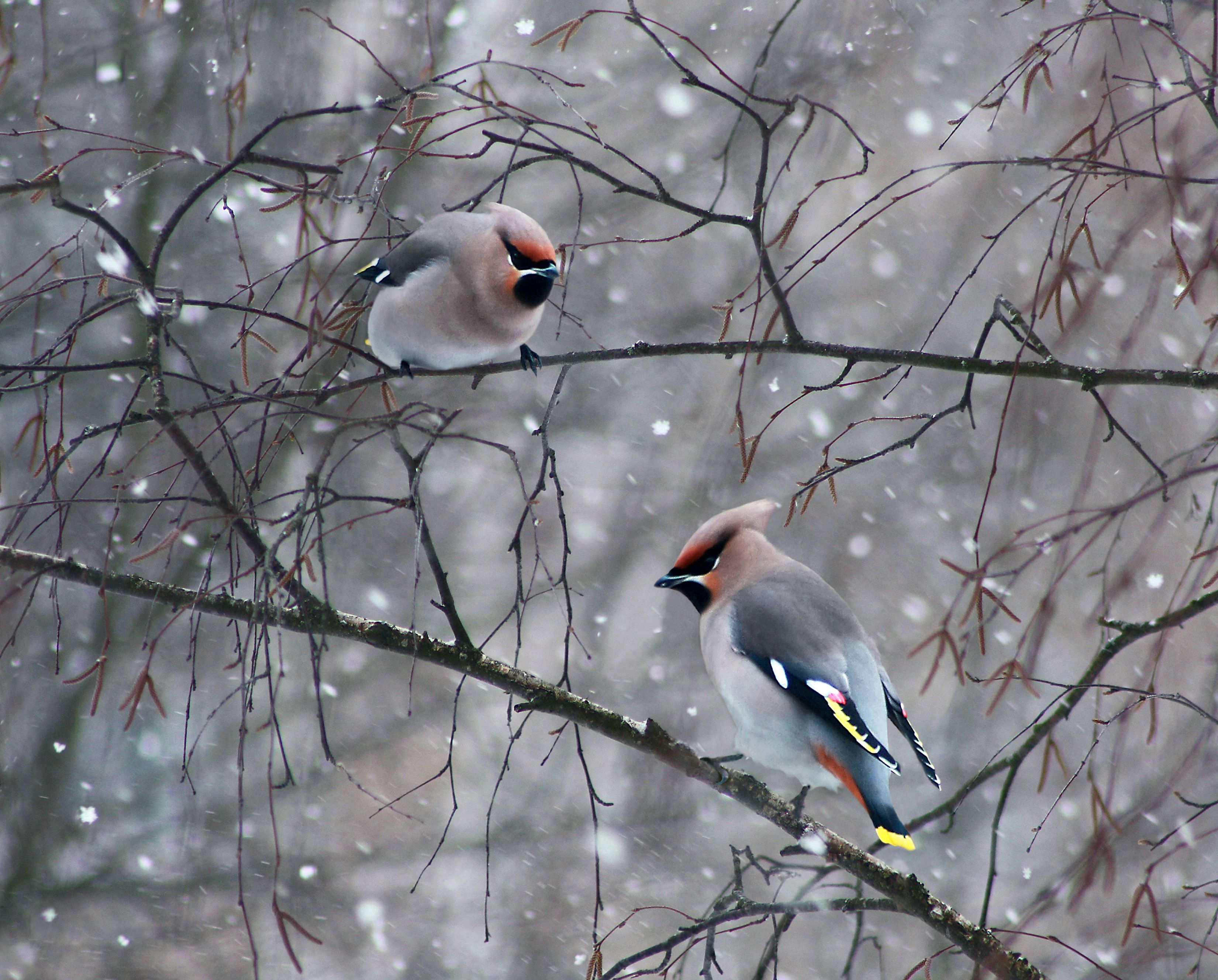птицы , зима, Александр Свистков