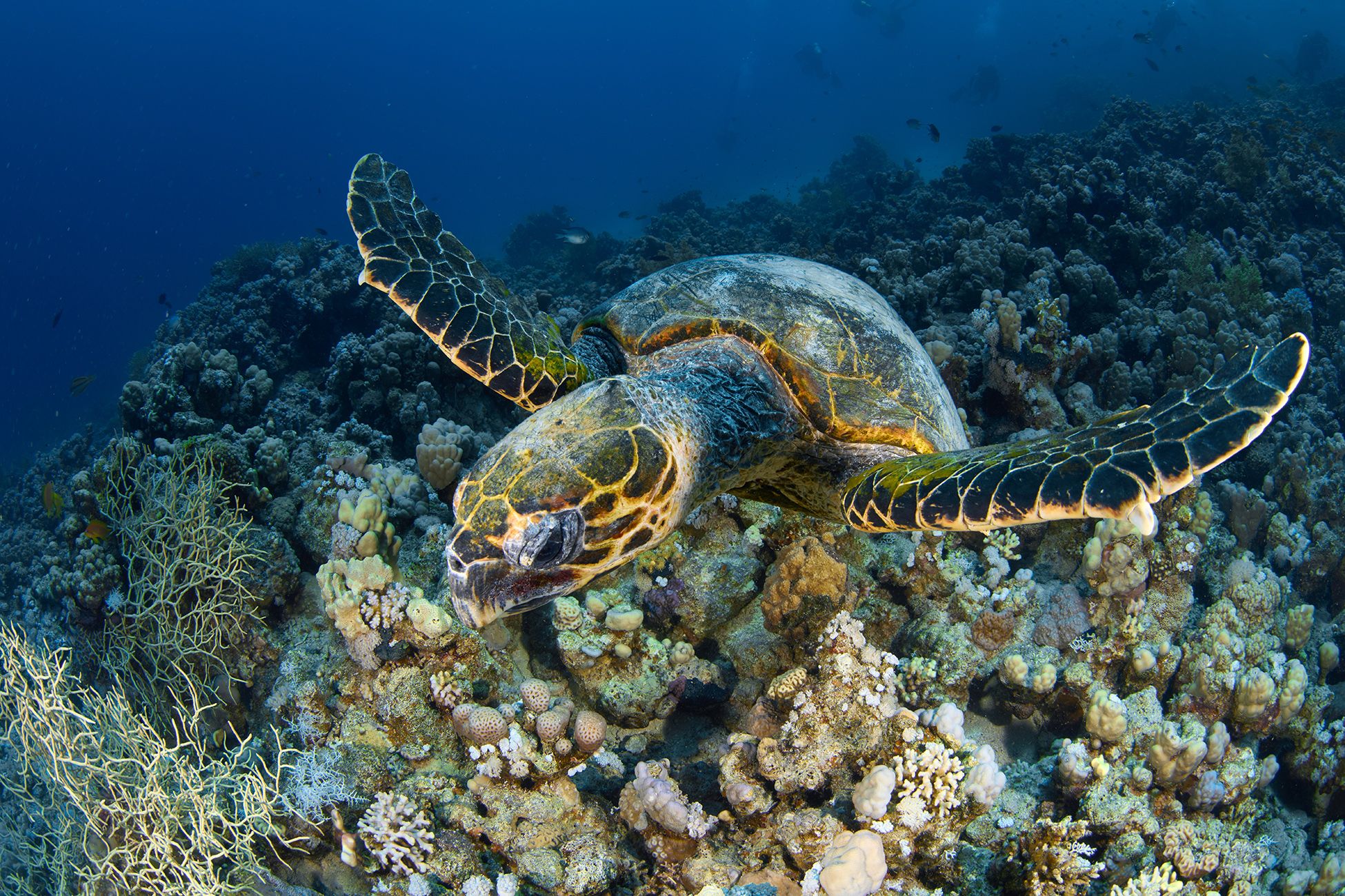 морская черепаха, красное море, египет, PAVEL PEREPECHAEV