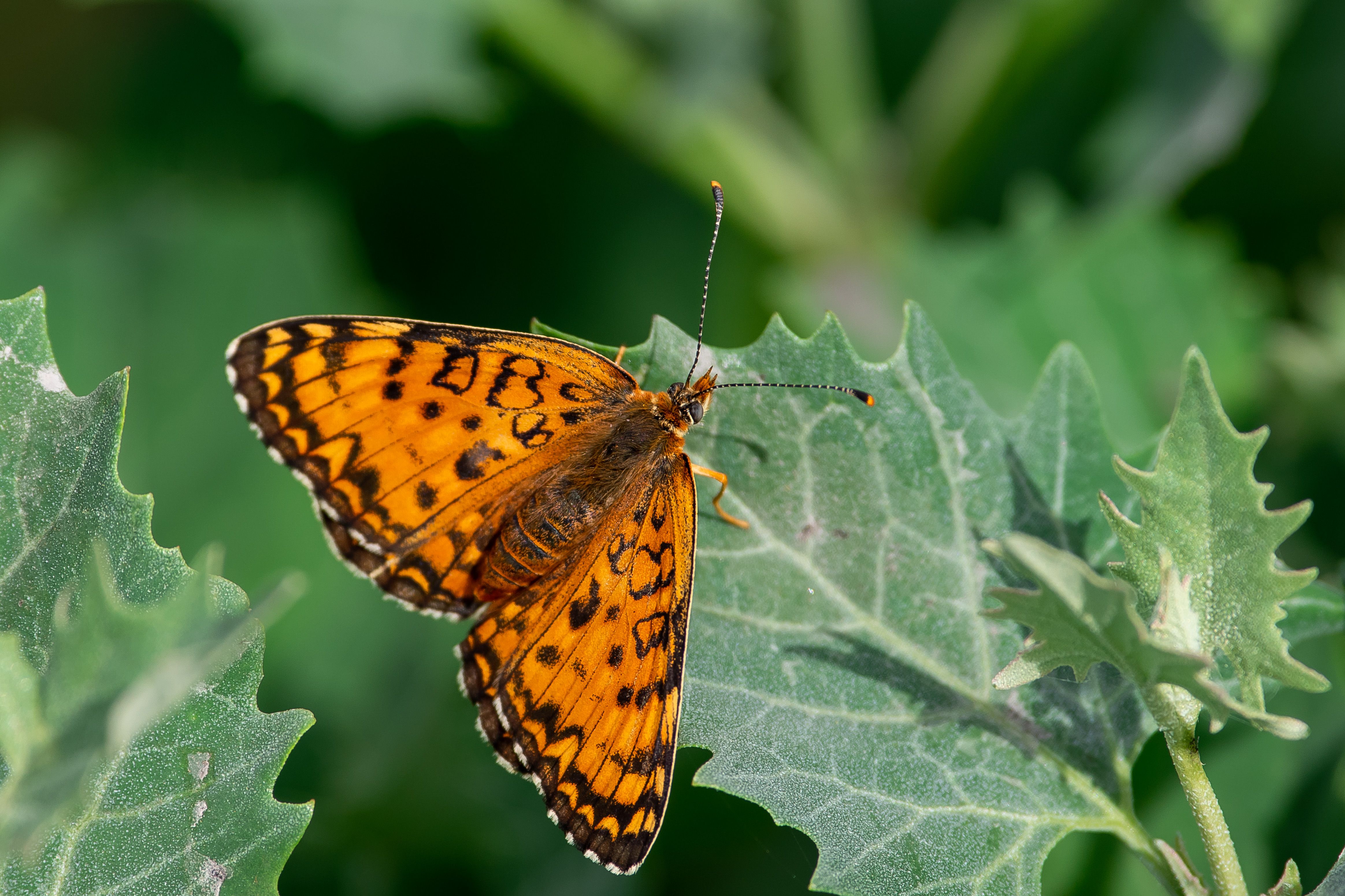 Melitaea, butterfly, volgograd, russia, wildlife, , Сторчилов Павел