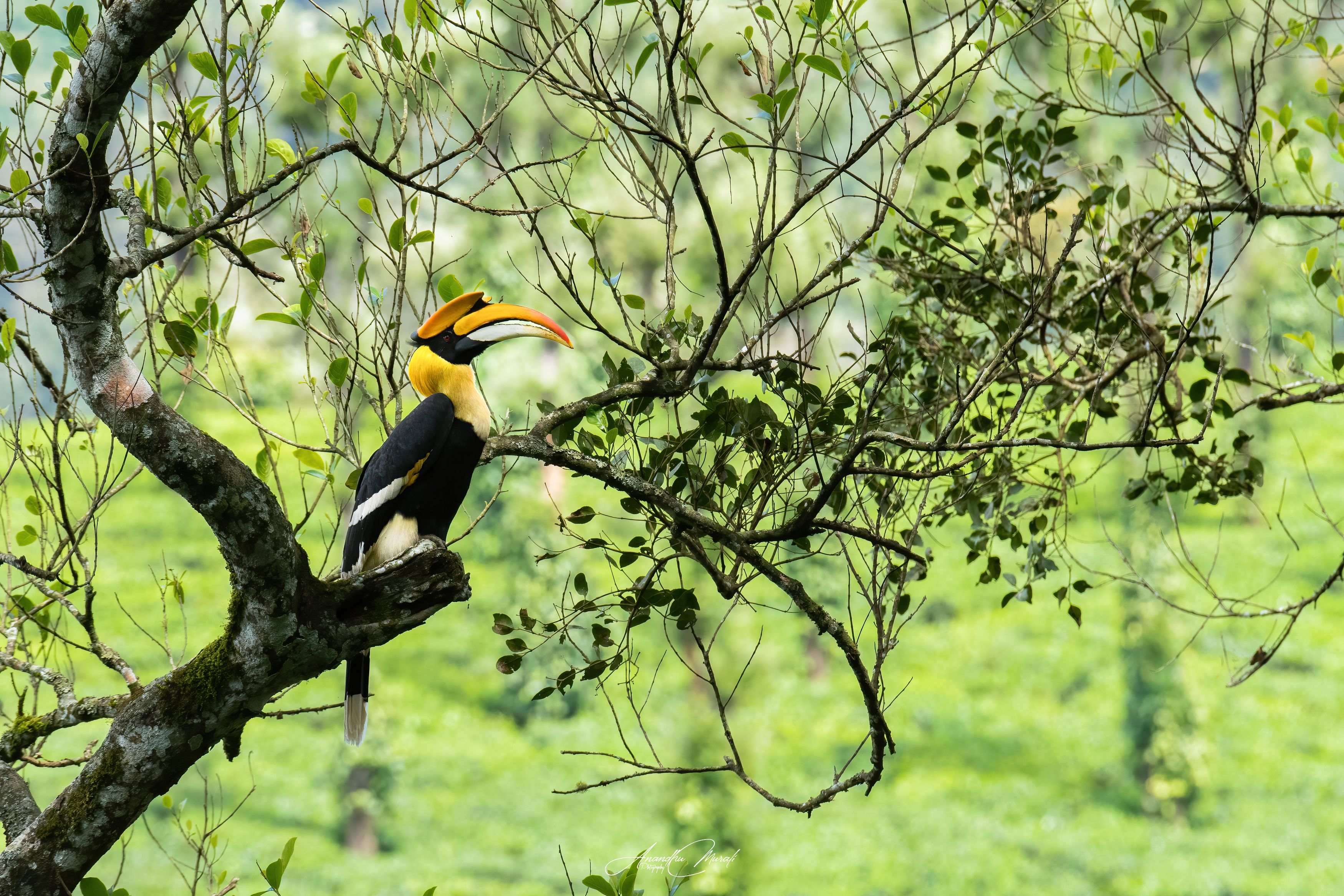 Birds hornbill kerala india birdphotography wildlife, Anandhu M