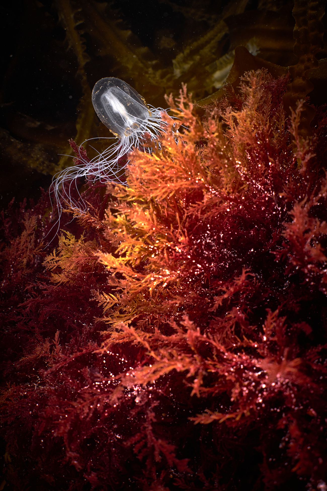 водоросли, дайвинг, подводная фотосъемка., PAVEL PEREPECHAEV