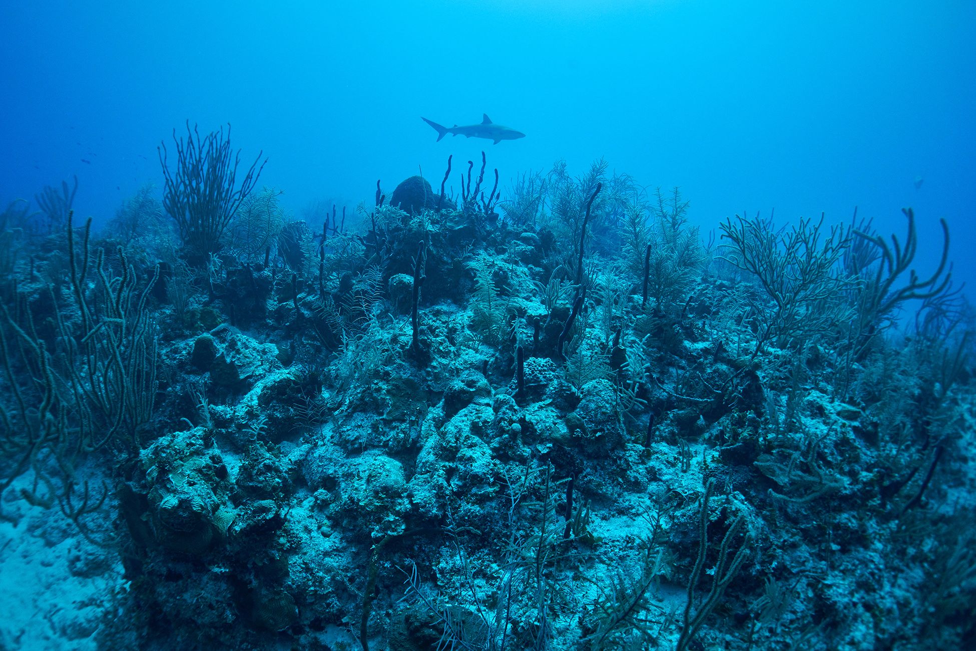 кораллы, коралловый риф, море, дайвинг, подводная фотосъемка, атлантика, акула, куба., PAVEL PEREPECHAEV