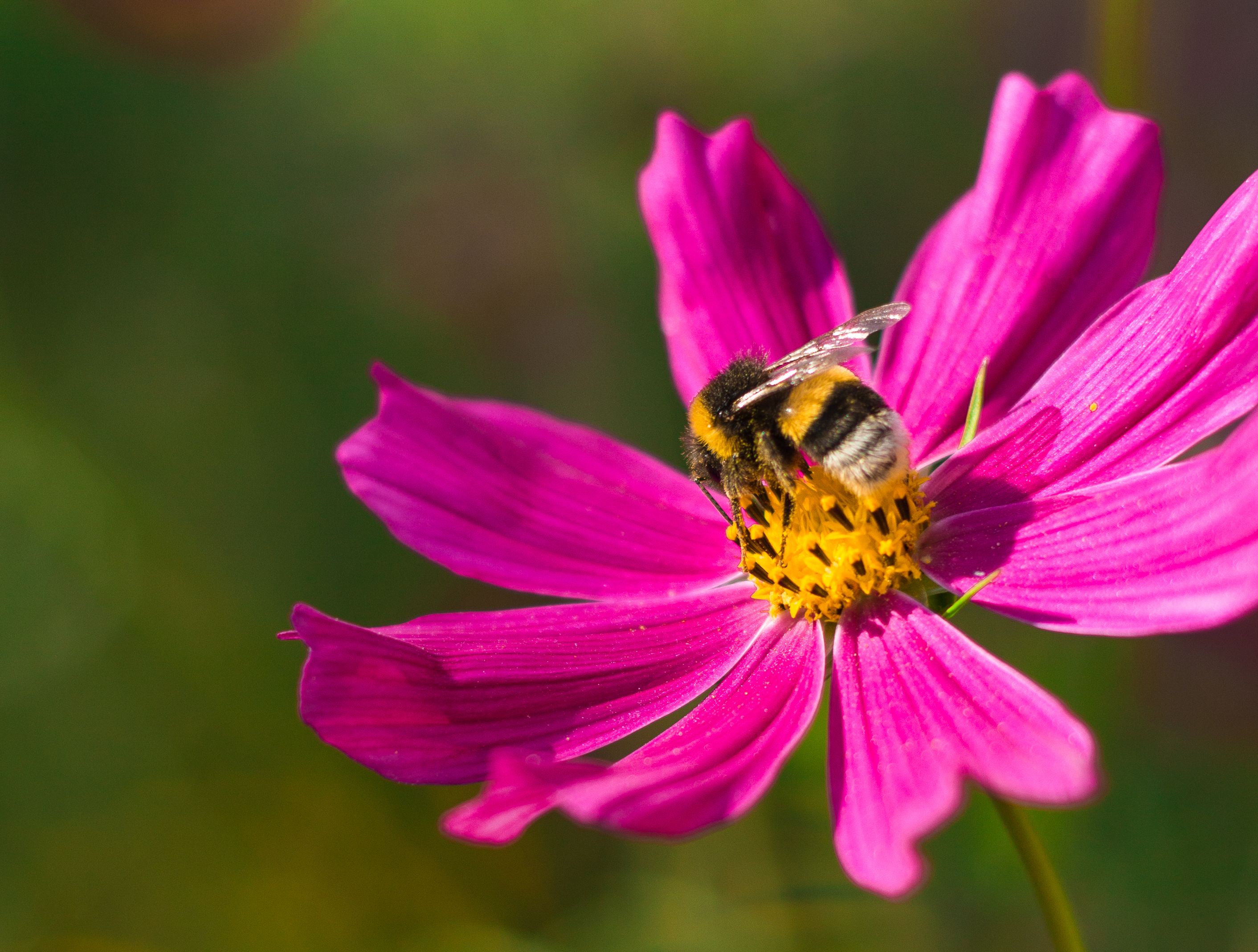пчела, космея, пыльца, Elena Hvojnova