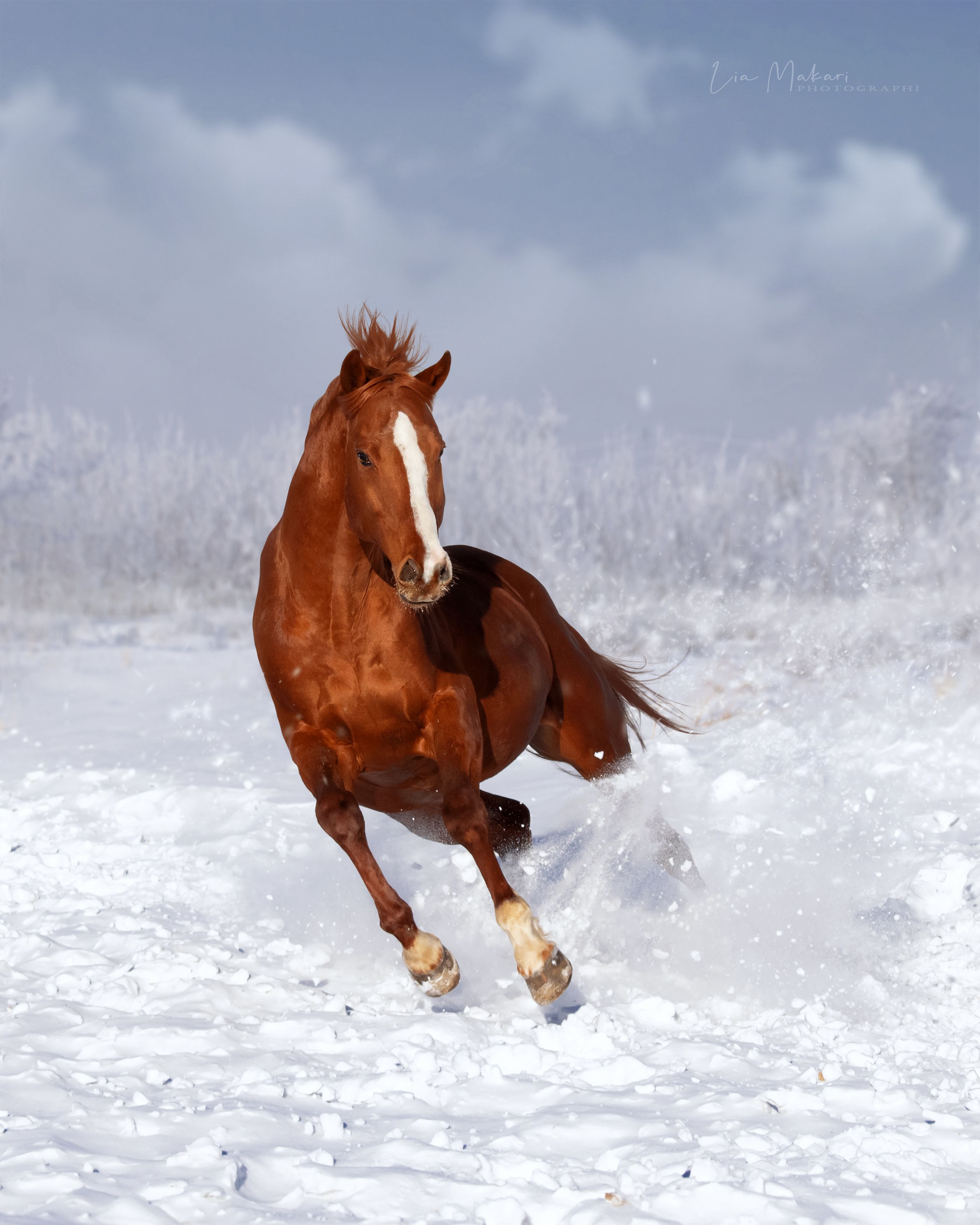 Лошадь, лошади, снег, зима, галоп, Макари Лия
