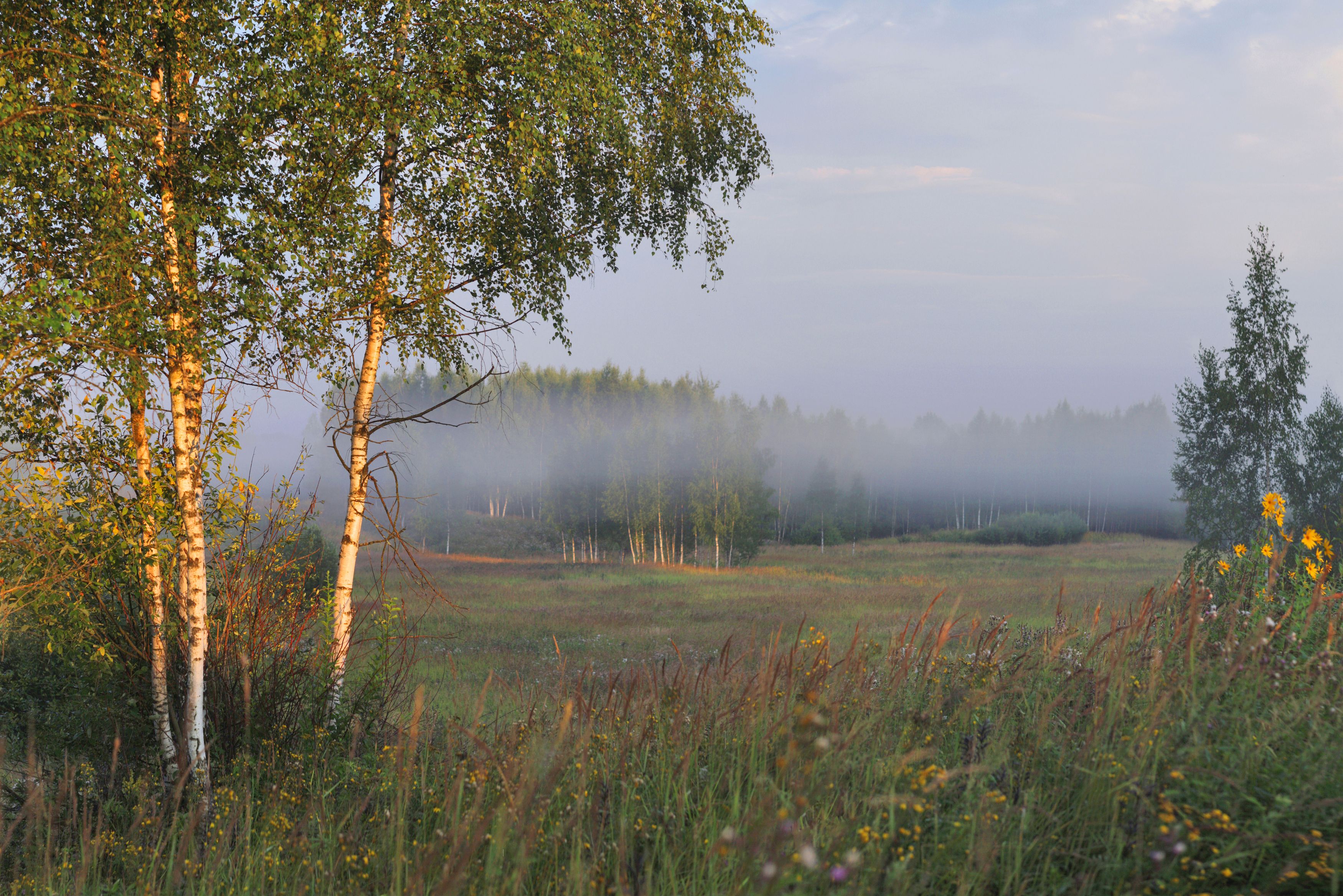 лето , поле , туман, Александр Свистков