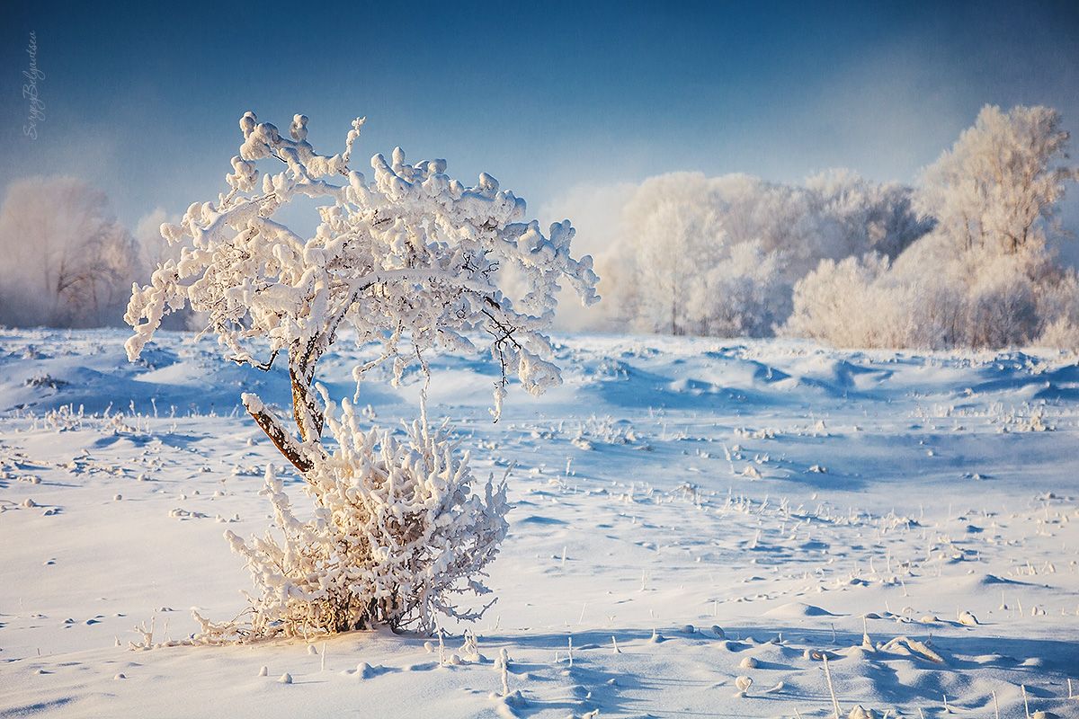 зима, снег, иней, поляна, кусты, деревья, боярышник, Сергей Белявцев