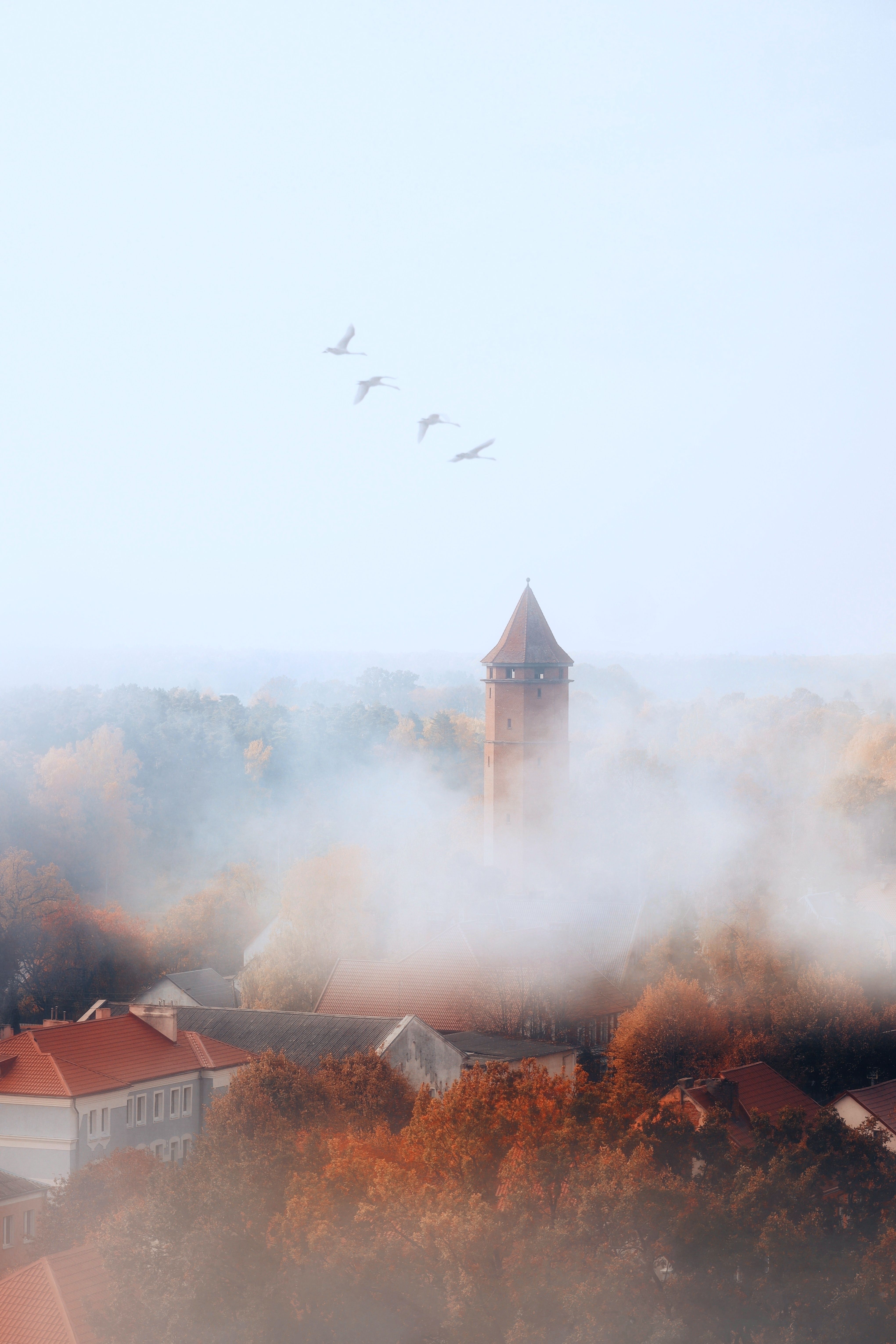 осень,осенние листья,краски осени,туман,лебеди, Татьяна Максакова