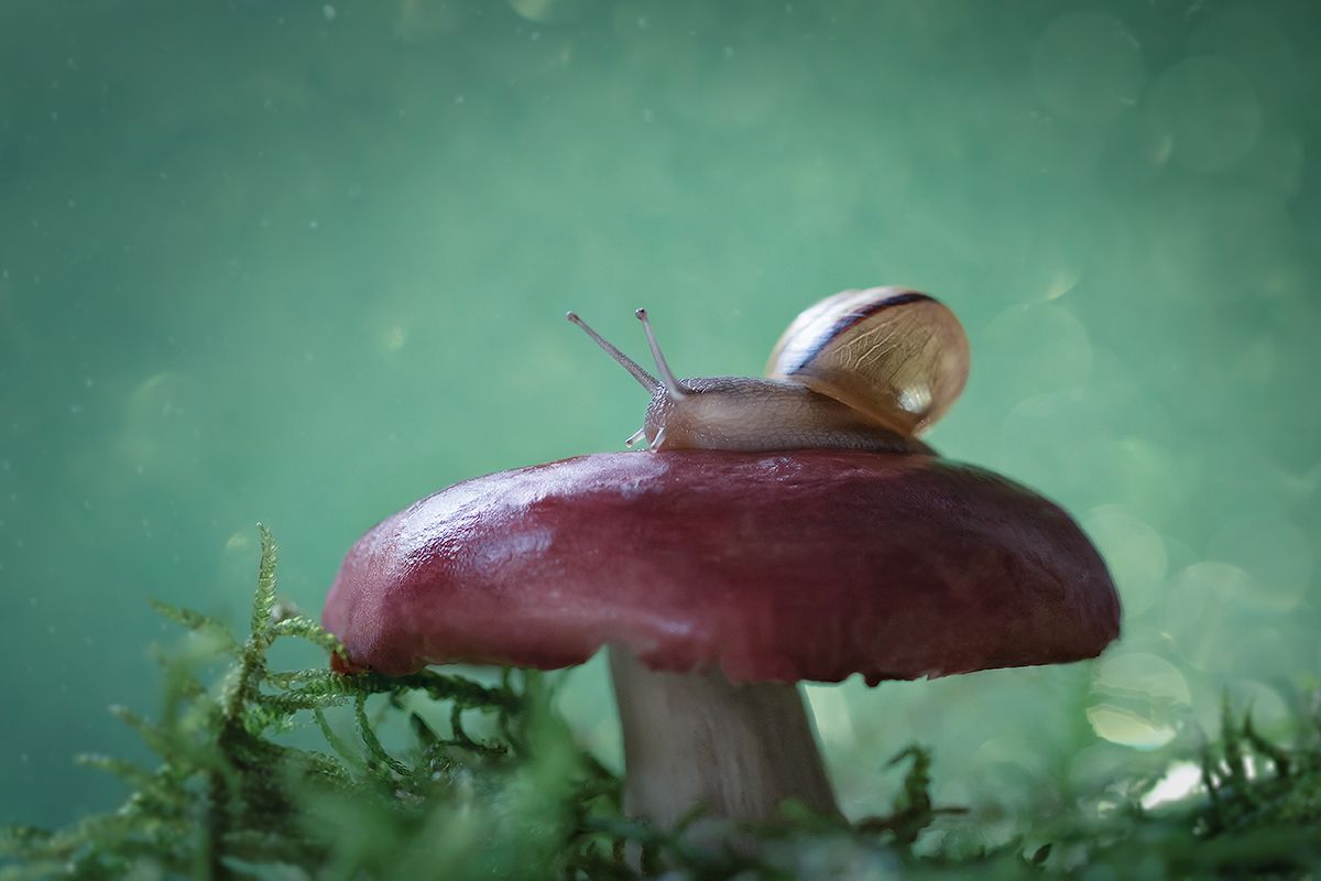 макро, гриб, улитка, макрофотография, макромир, волшебное макро, macro, mushroom, snail, macro photography, macro world, magical macro, Хилько Марина