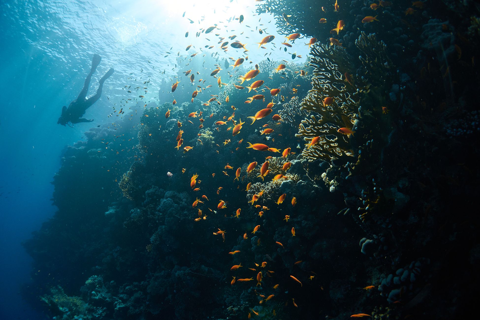 море, дайвинг, подводная фотосъемка, дайвер, тропические рыбы, коралловый риф., PAVEL PEREPECHAEV