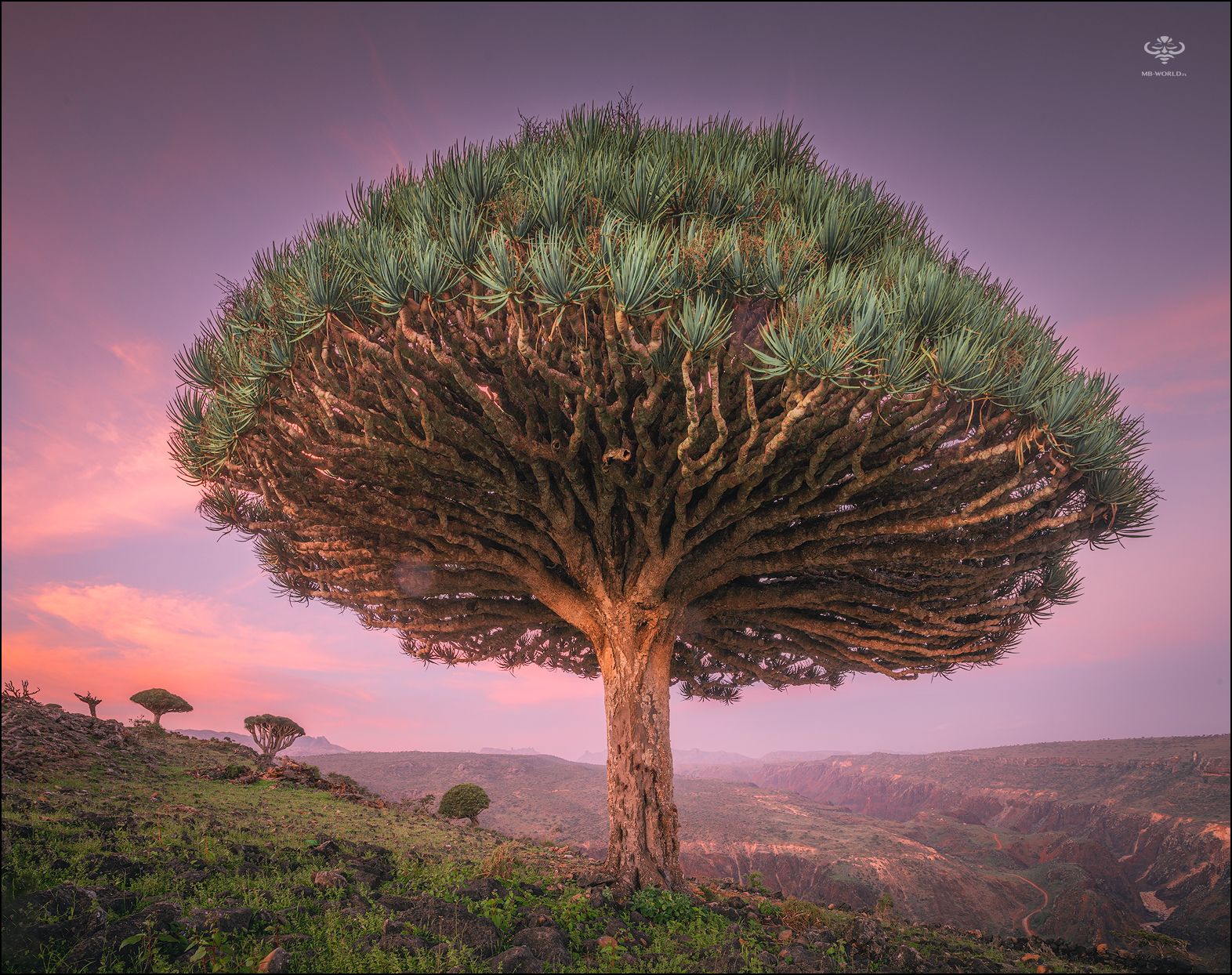Сокотра, Йемен, драконовое дерево, закат, Mikhail Vorobyev