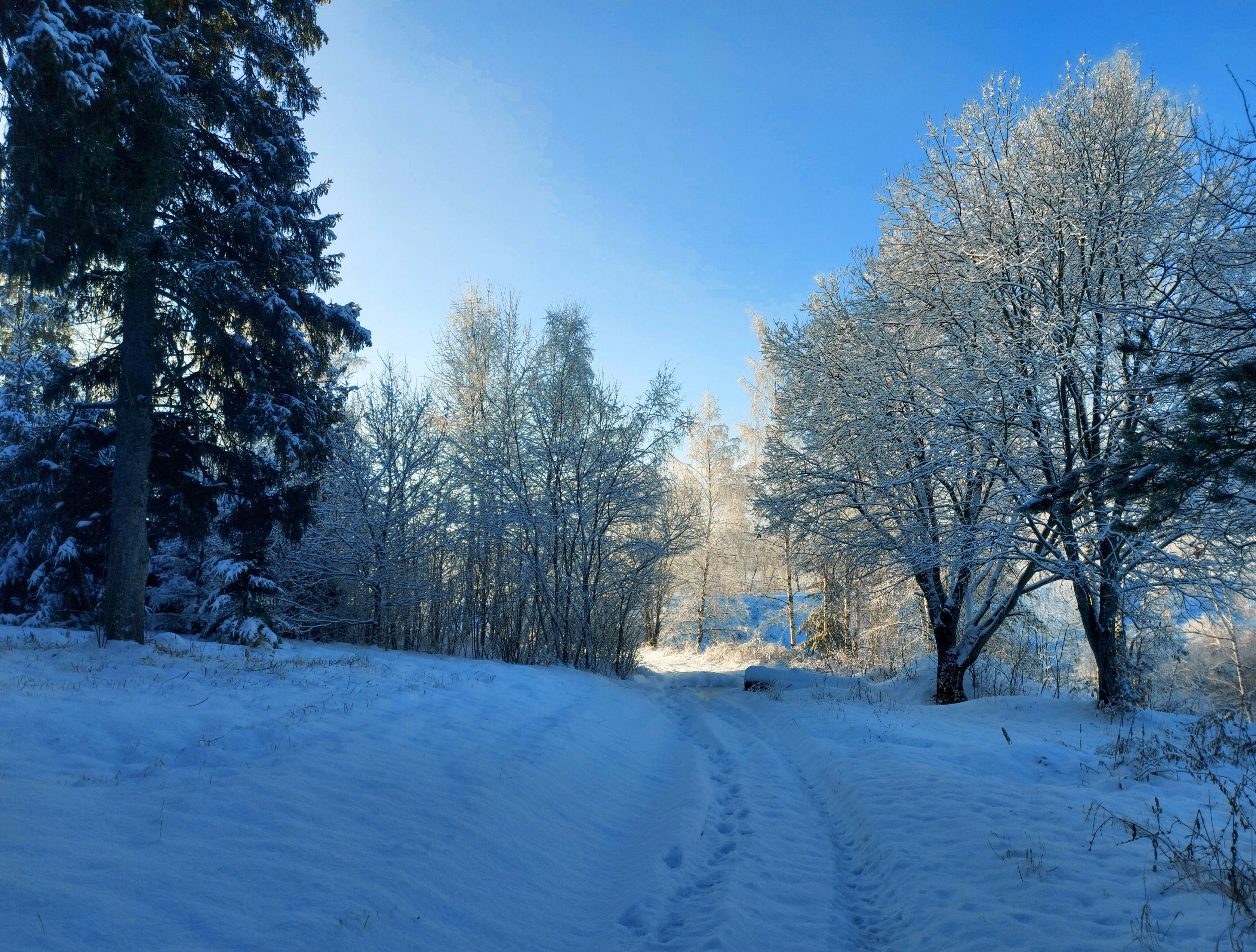 лес, снег, зима, утро, Валерий Савостьянов