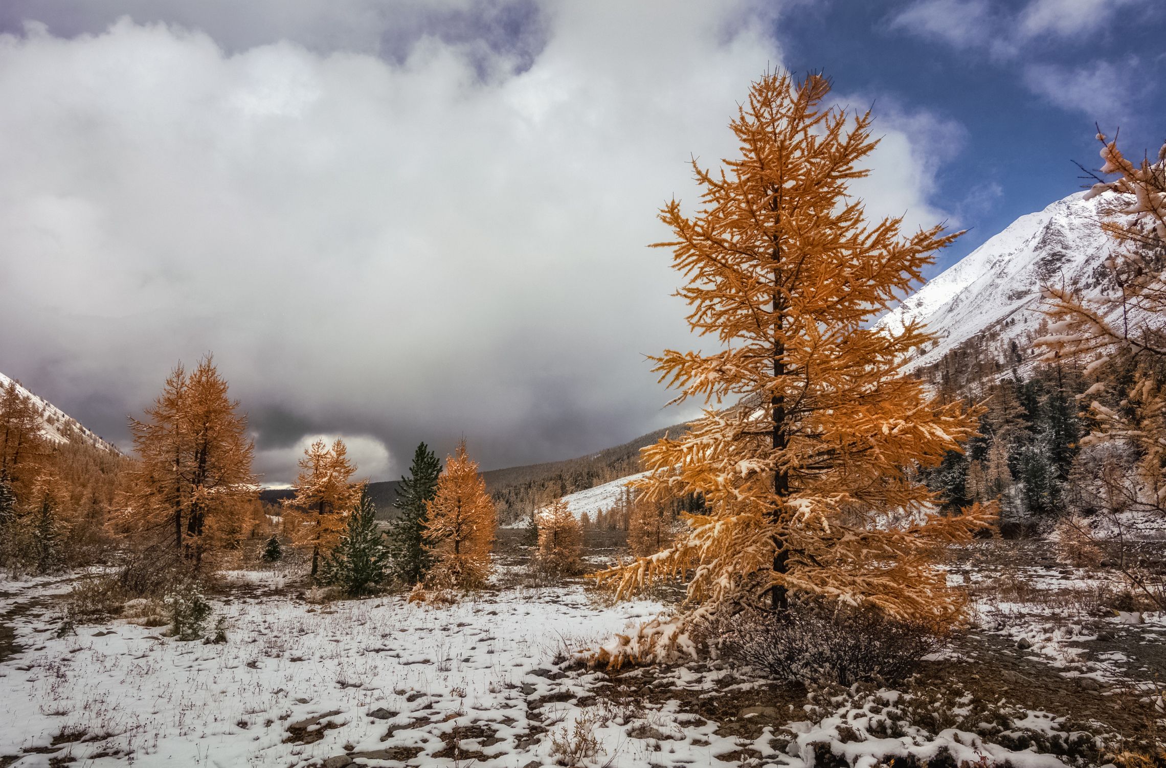горный алтай,осень,актру,снег,снежная туча,лиственницы, lora_pavlova