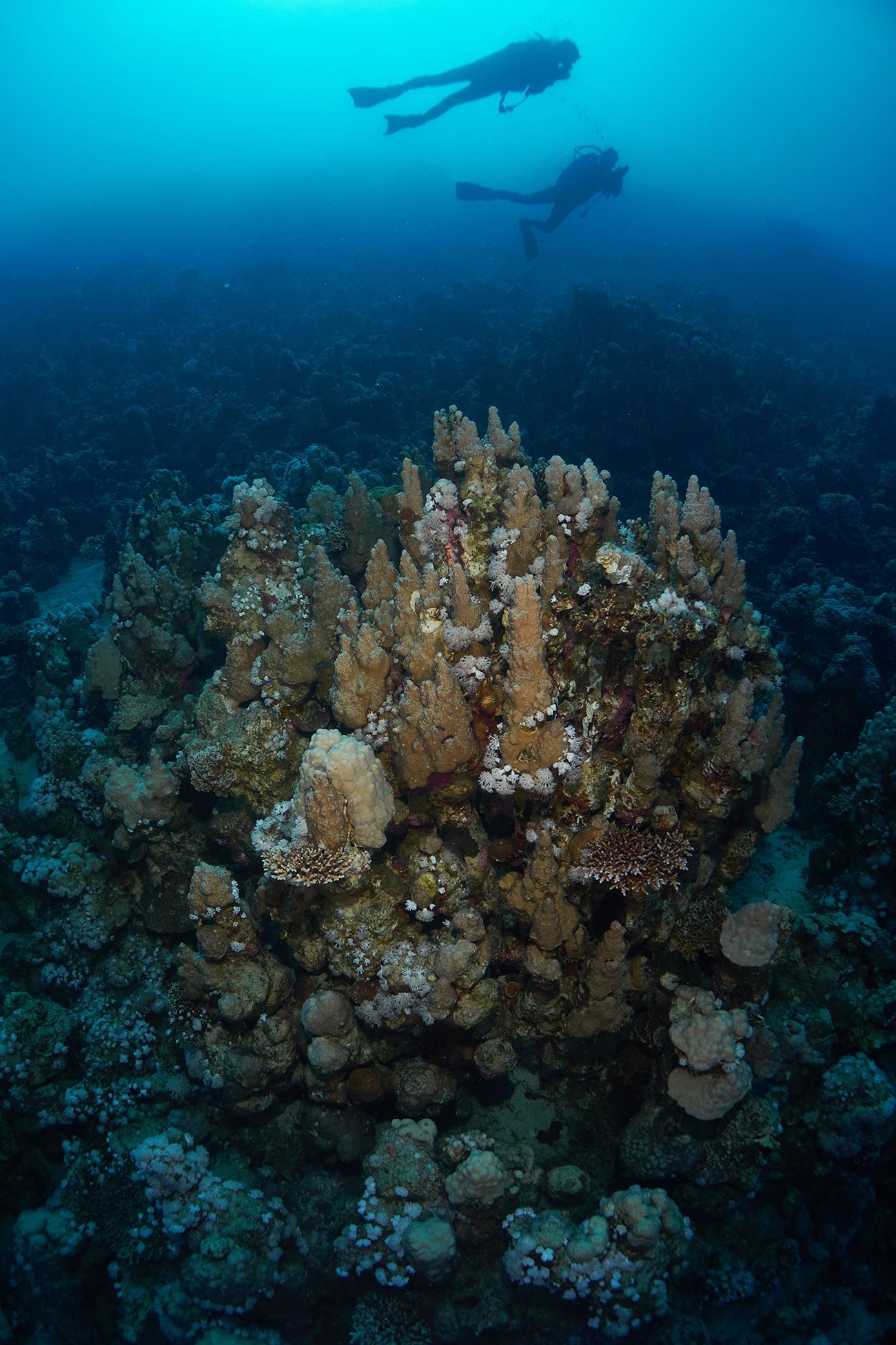 кораллы, коралловый риф, море, дайвинг, подводная фотосъемка, дайвер, тропические рыбки., PAVEL PEREPECHAEV