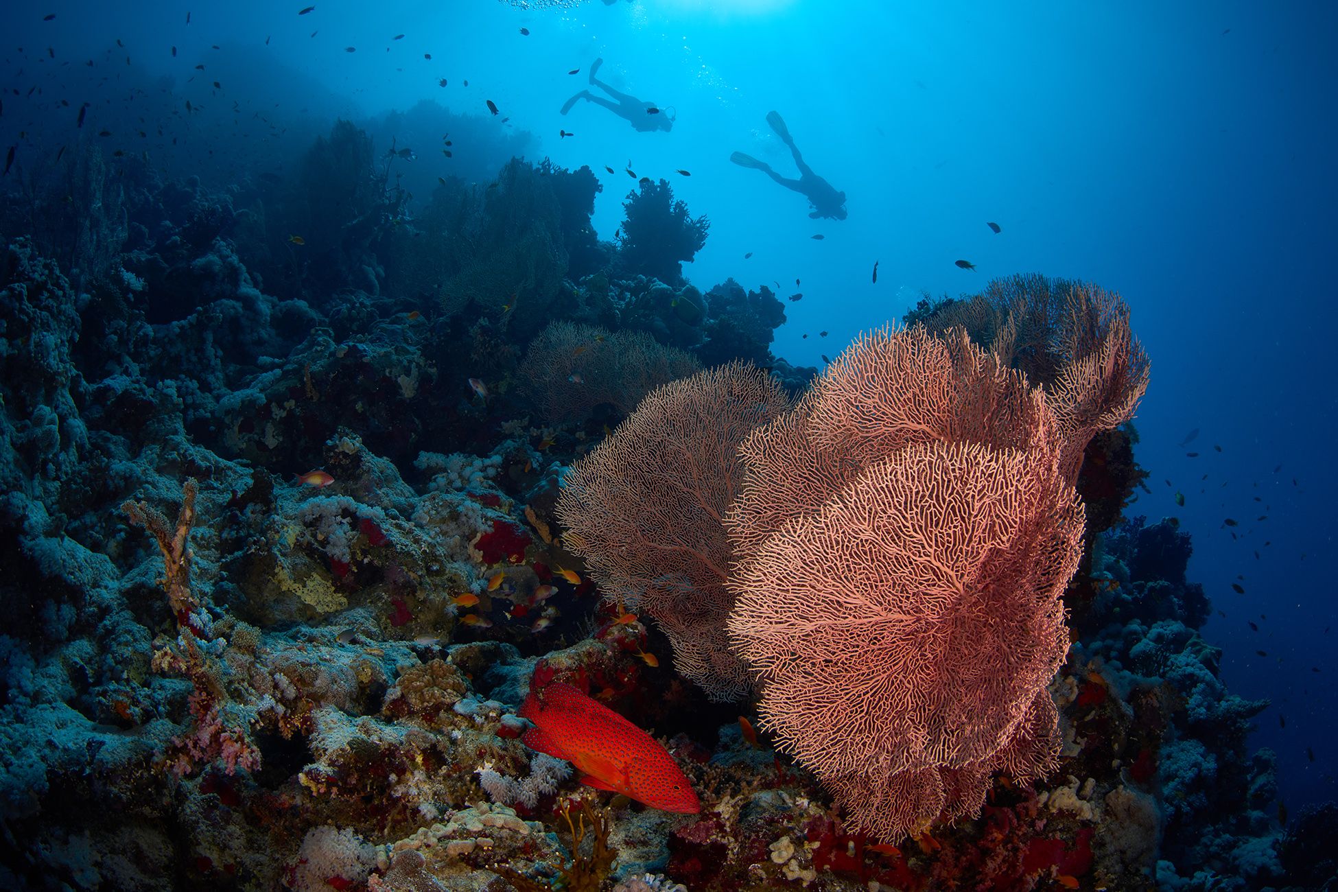 кораллы, коралловый риф, море, дайвинг, подводная фотосъемка, дайвер, горгонария, тропические рыбки., PAVEL PEREPECHAEV