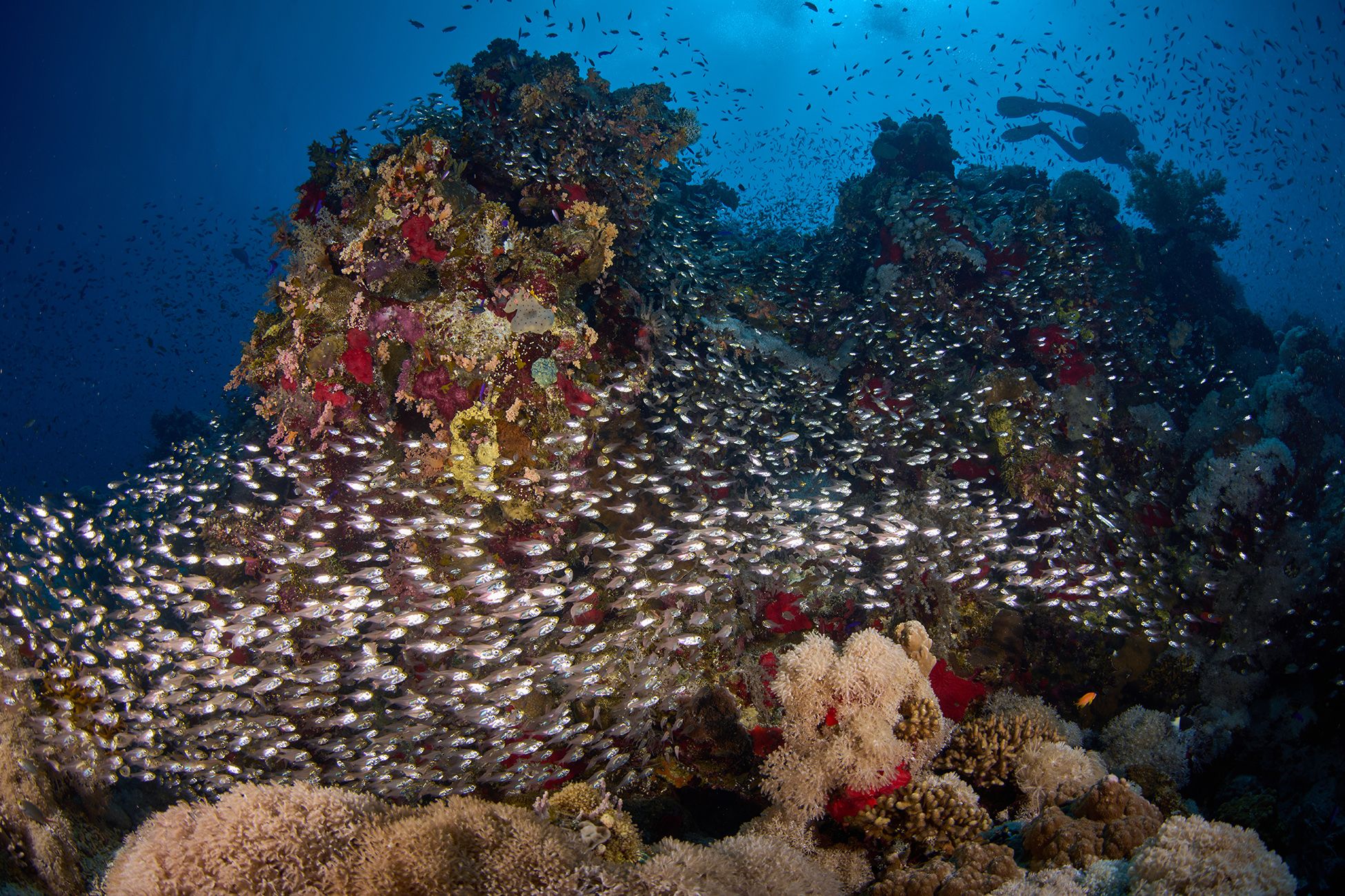 ораллы, коралловый риф, море, дайвинг, подводная фотосъемка, дайвер, тропические рыбки., PAVEL PEREPECHAEV