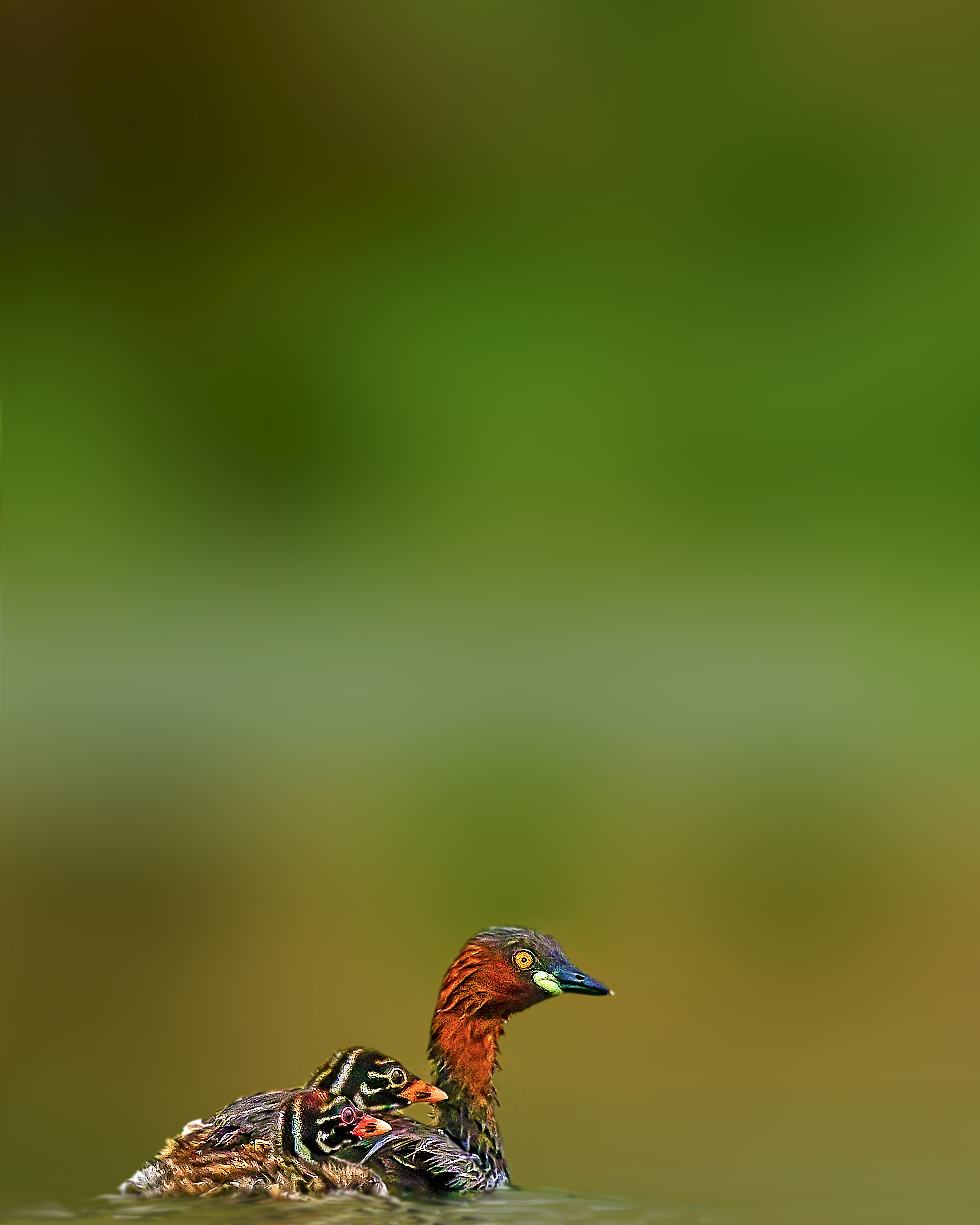 wildlife,animal,bird,birds,nature,color,green,water, Pinaki Ghosh