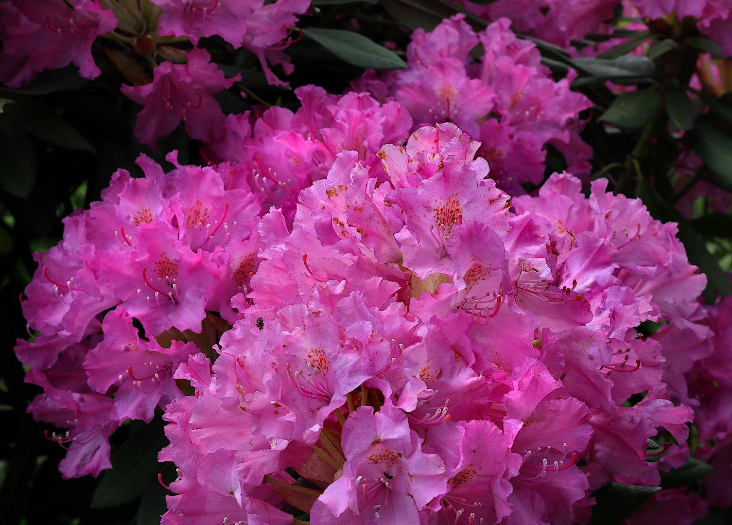 rhododendron цветы, Александр Зорин