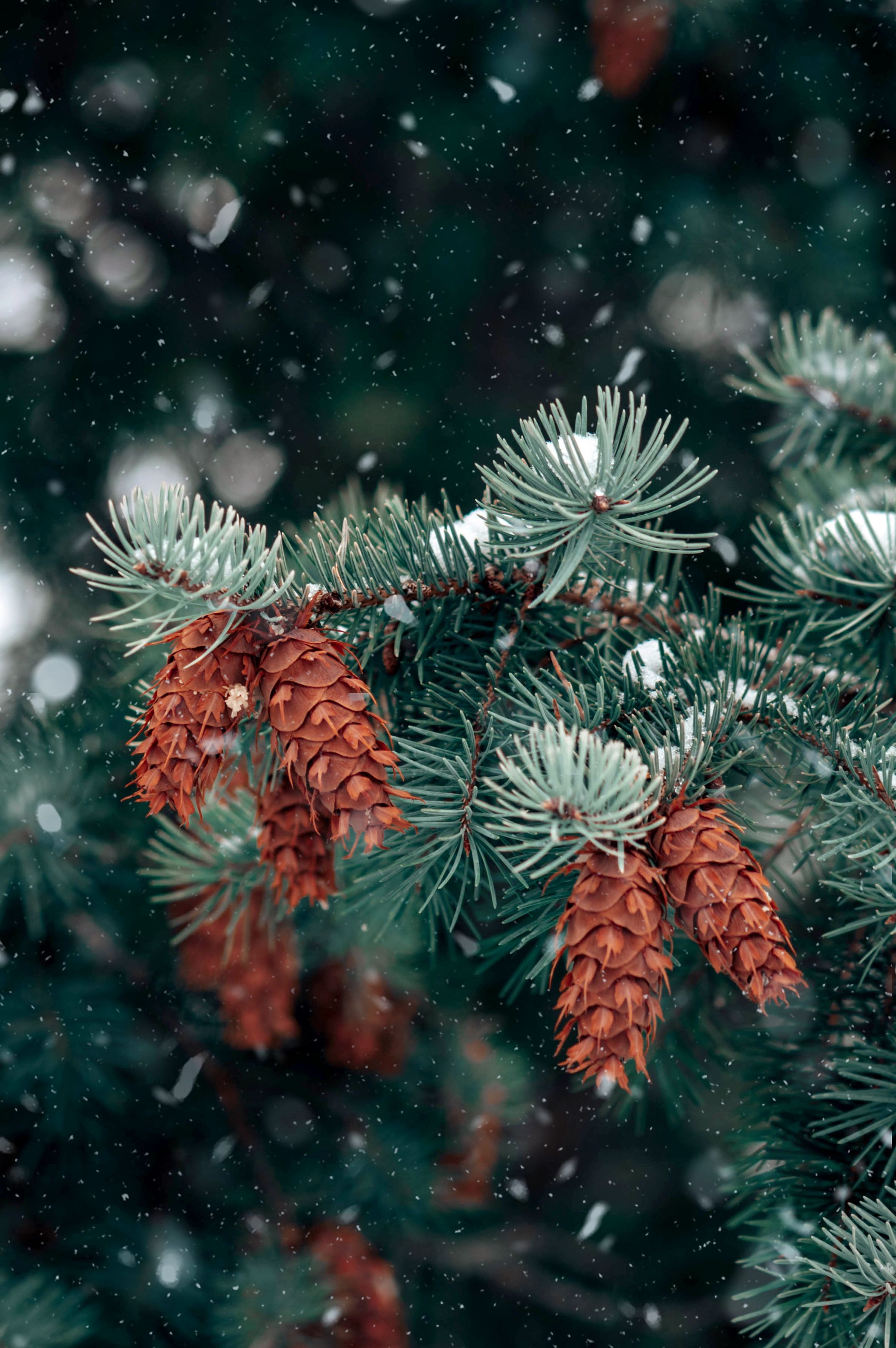 снег, ель, шишка, природа, Anna Makarenkova